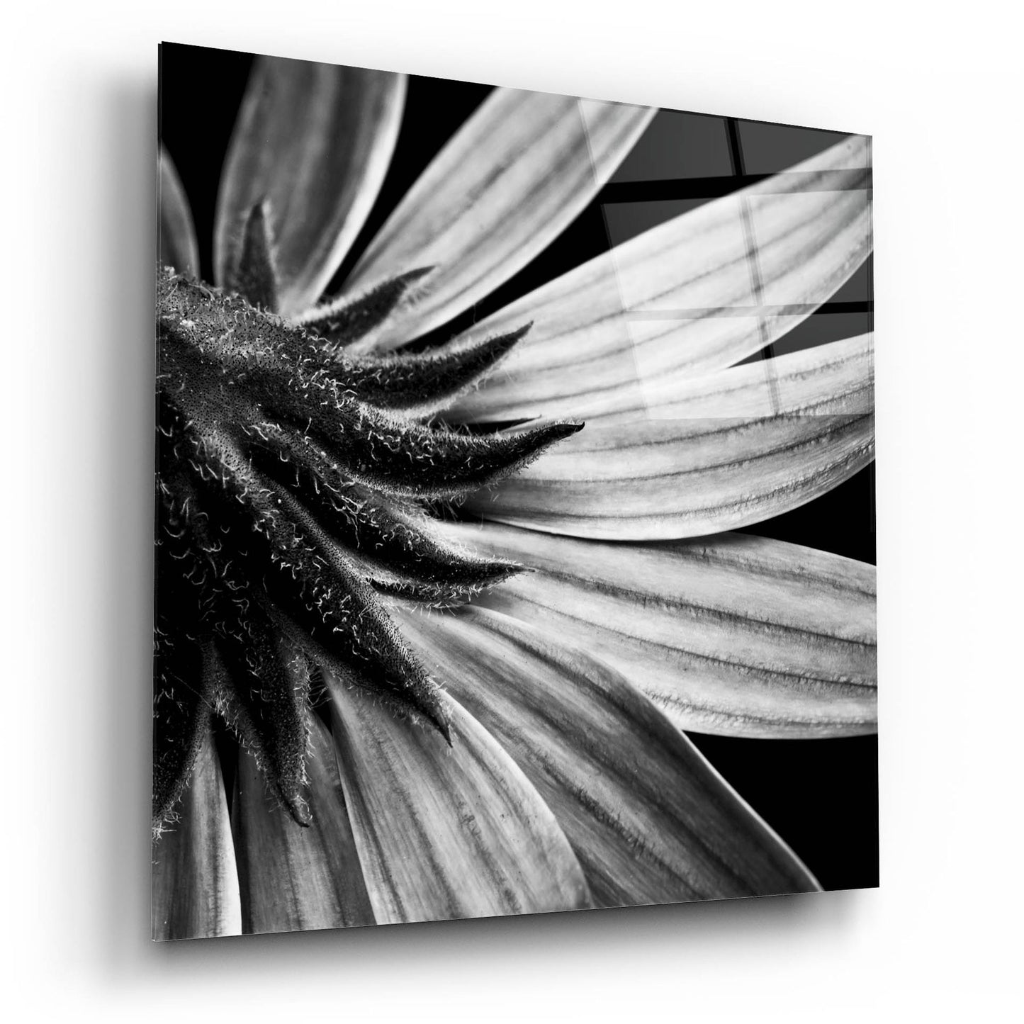 Epic Art 'Reverse Of Flower Bw' by Tom Quartermaine, Acrylic Glass Wall Art,12x12