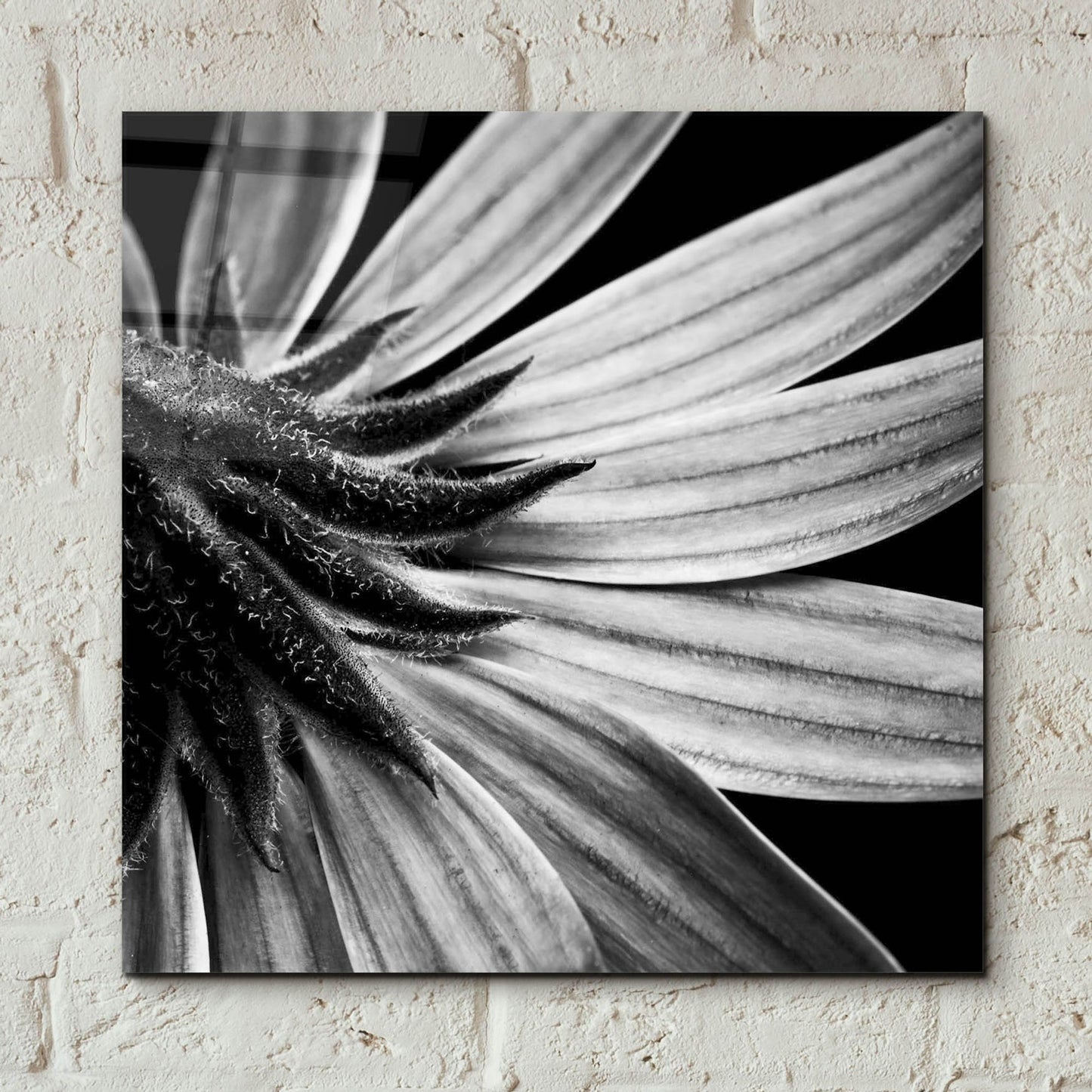 Epic Art 'Reverse Of Flower Bw' by Tom Quartermaine, Acrylic Glass Wall Art,12x12