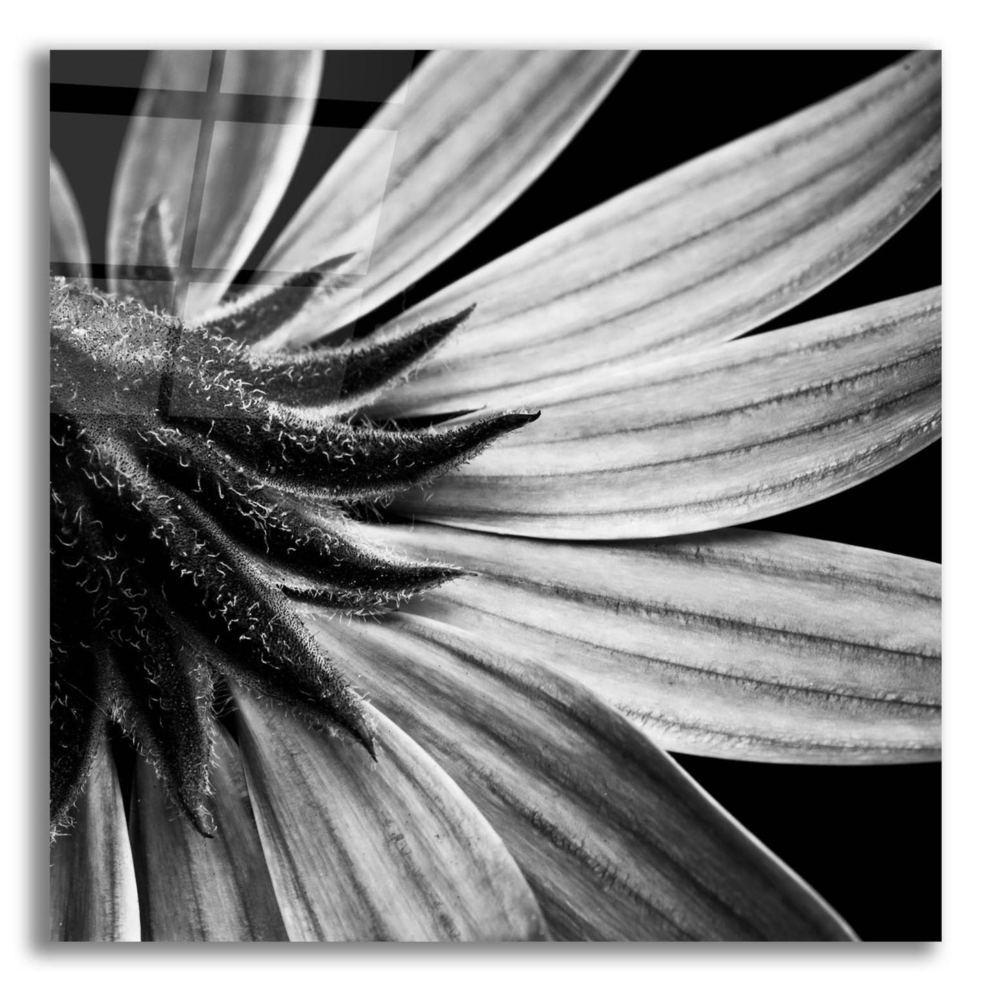 Epic Art 'Reverse Of Flower Bw' by Tom Quartermaine, Acrylic Glass Wall Art