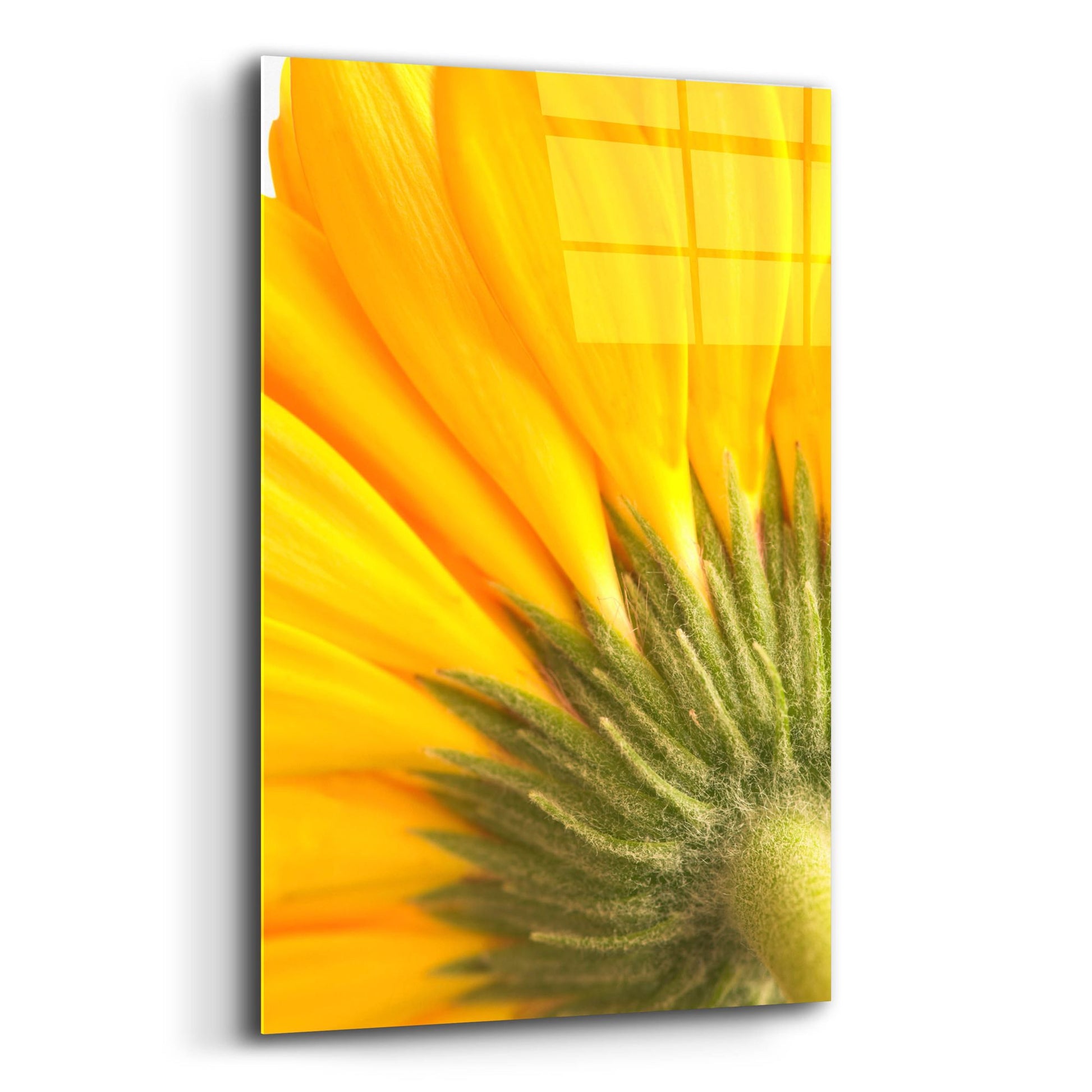 Epic Art 'Reverse Of Yellow Flower' by Tom Quartermaine, Acrylic Glass Wall Art,12x16