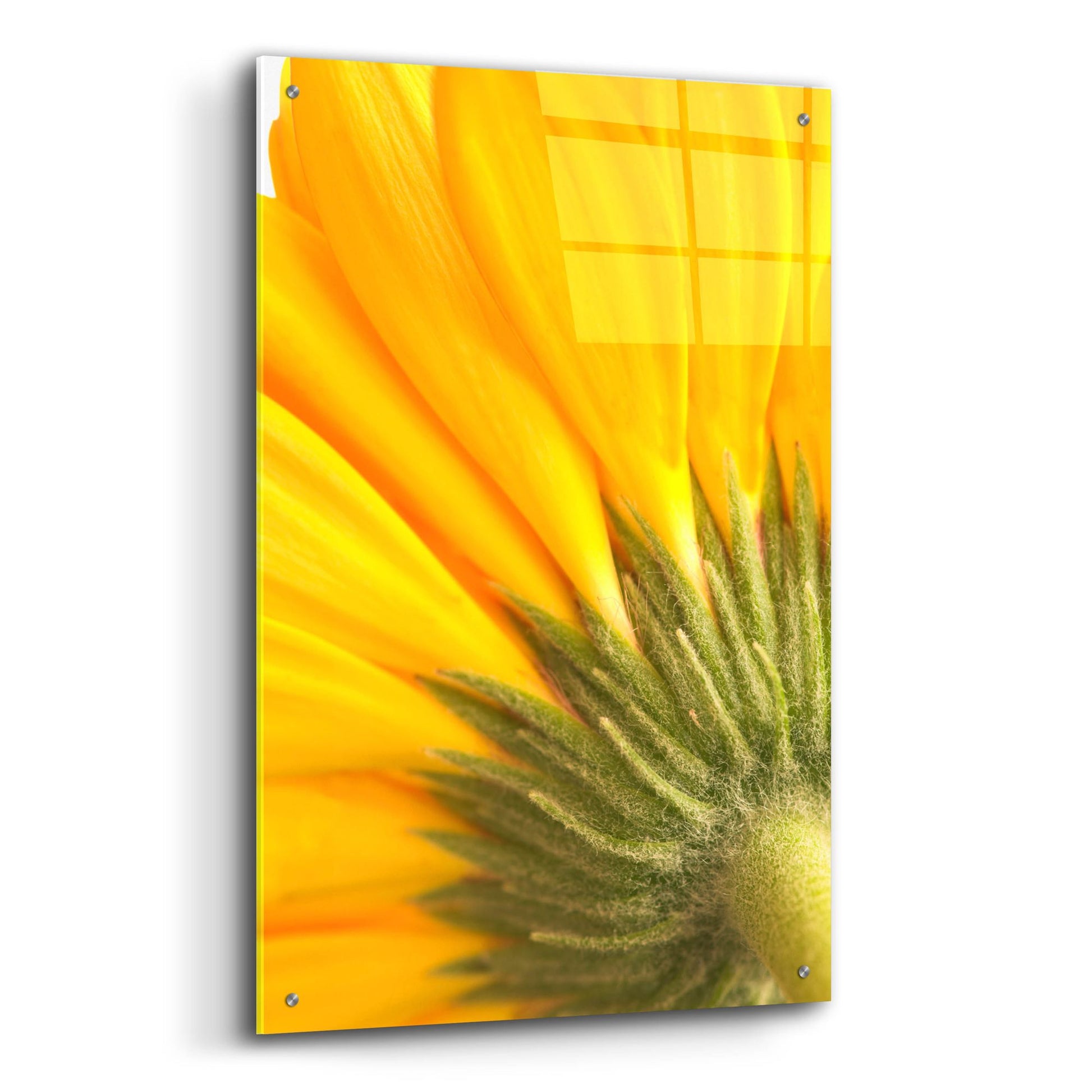 Epic Art 'Reverse Of Yellow Flower' by Tom Quartermaine, Acrylic Glass Wall Art,24x36