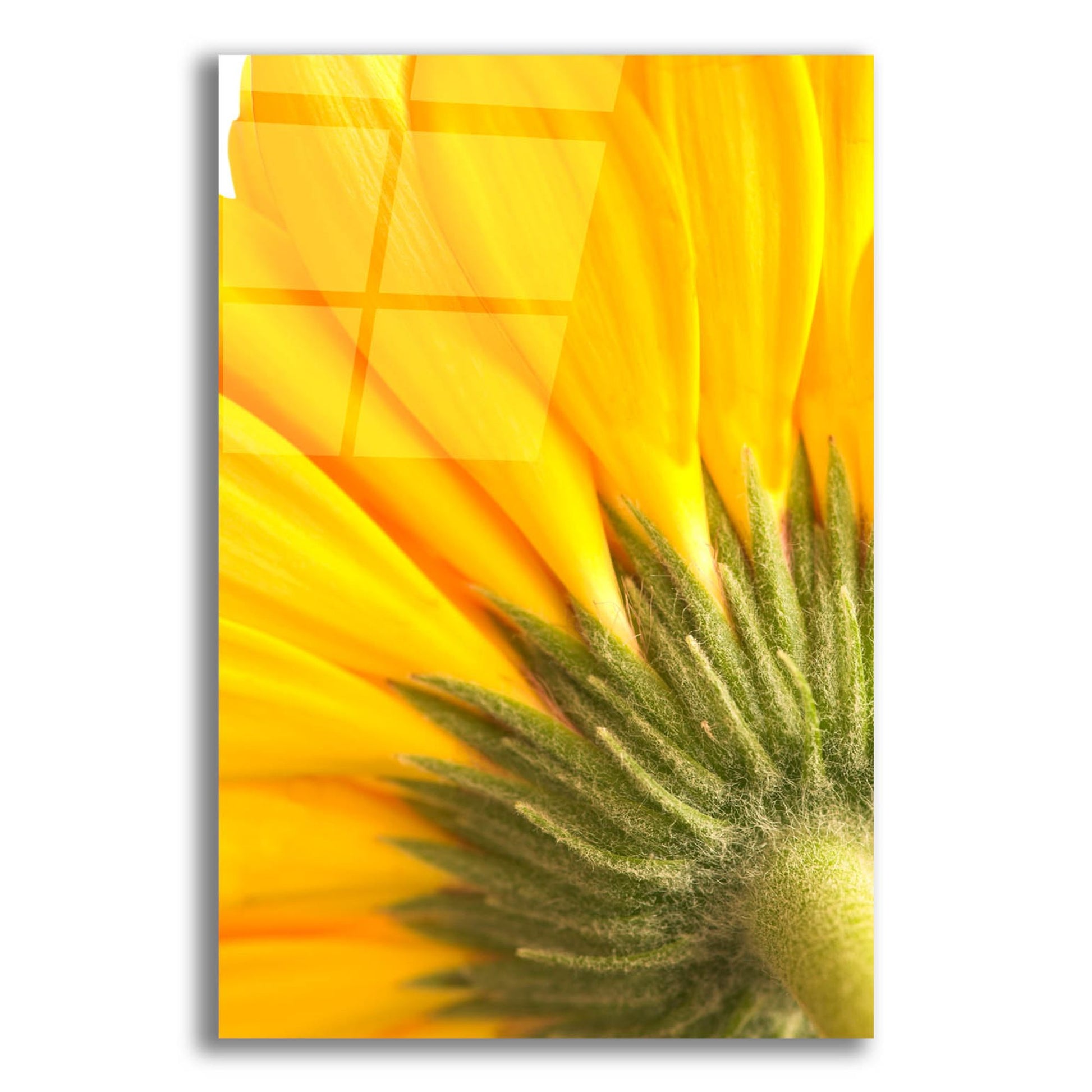 Epic Art 'Reverse Of Yellow Flower' by Tom Quartermaine, Acrylic Glass Wall Art