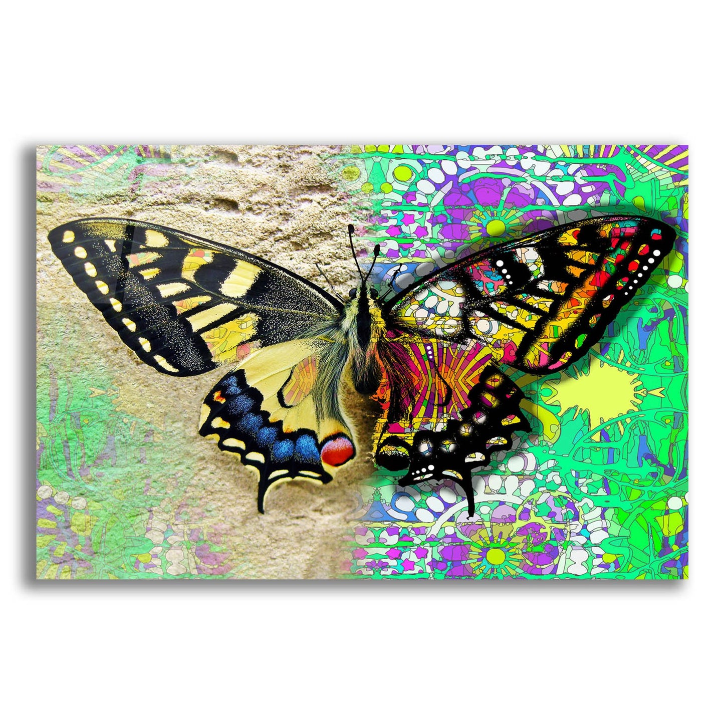 Epic Art 'Exposed Butterfly' by Dean Russo Studios, Acrylic Glass Wall Art,16x12