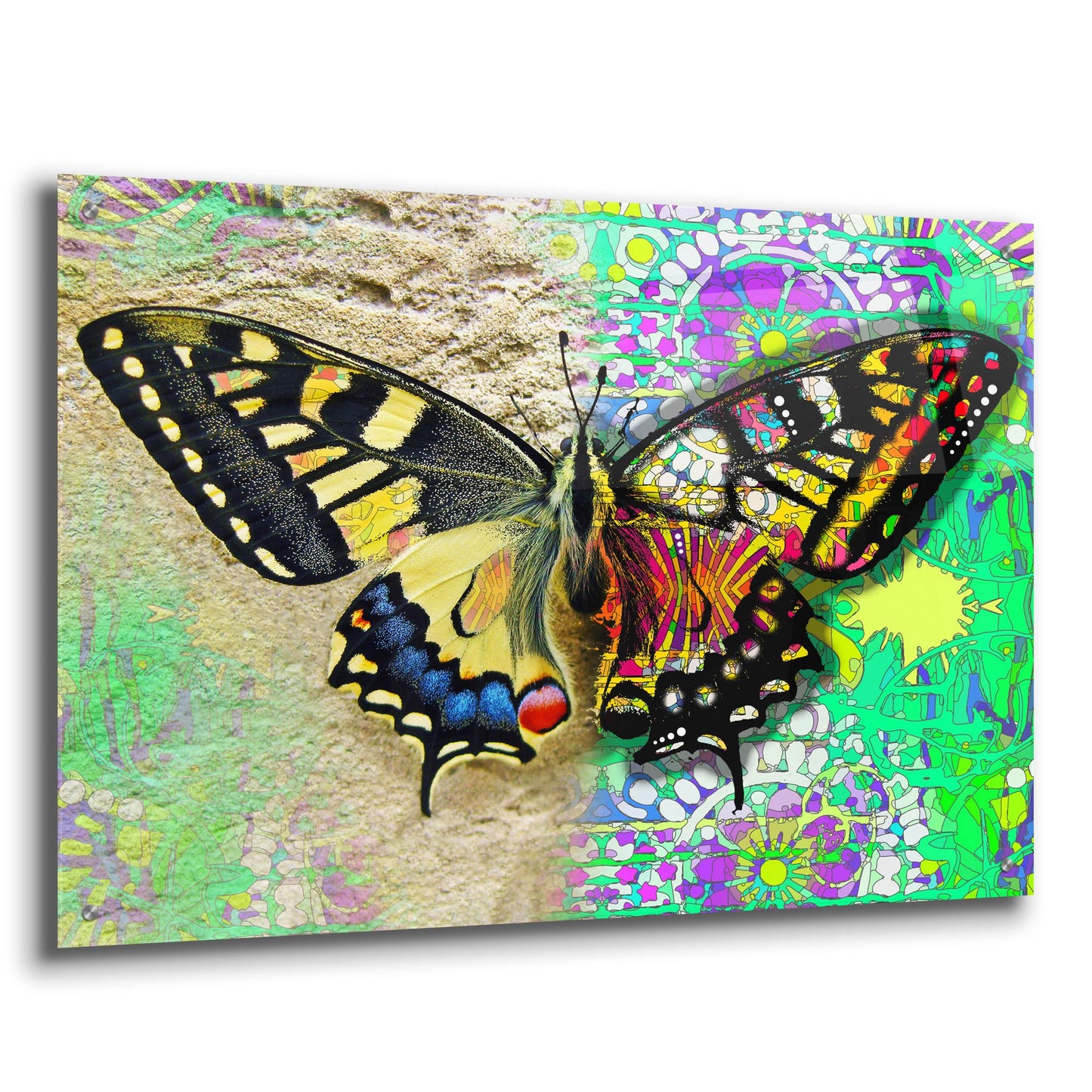 Epic Art 'Exposed Butterfly' by Dean Russo Studios, Acrylic Glass Wall Art,36x24