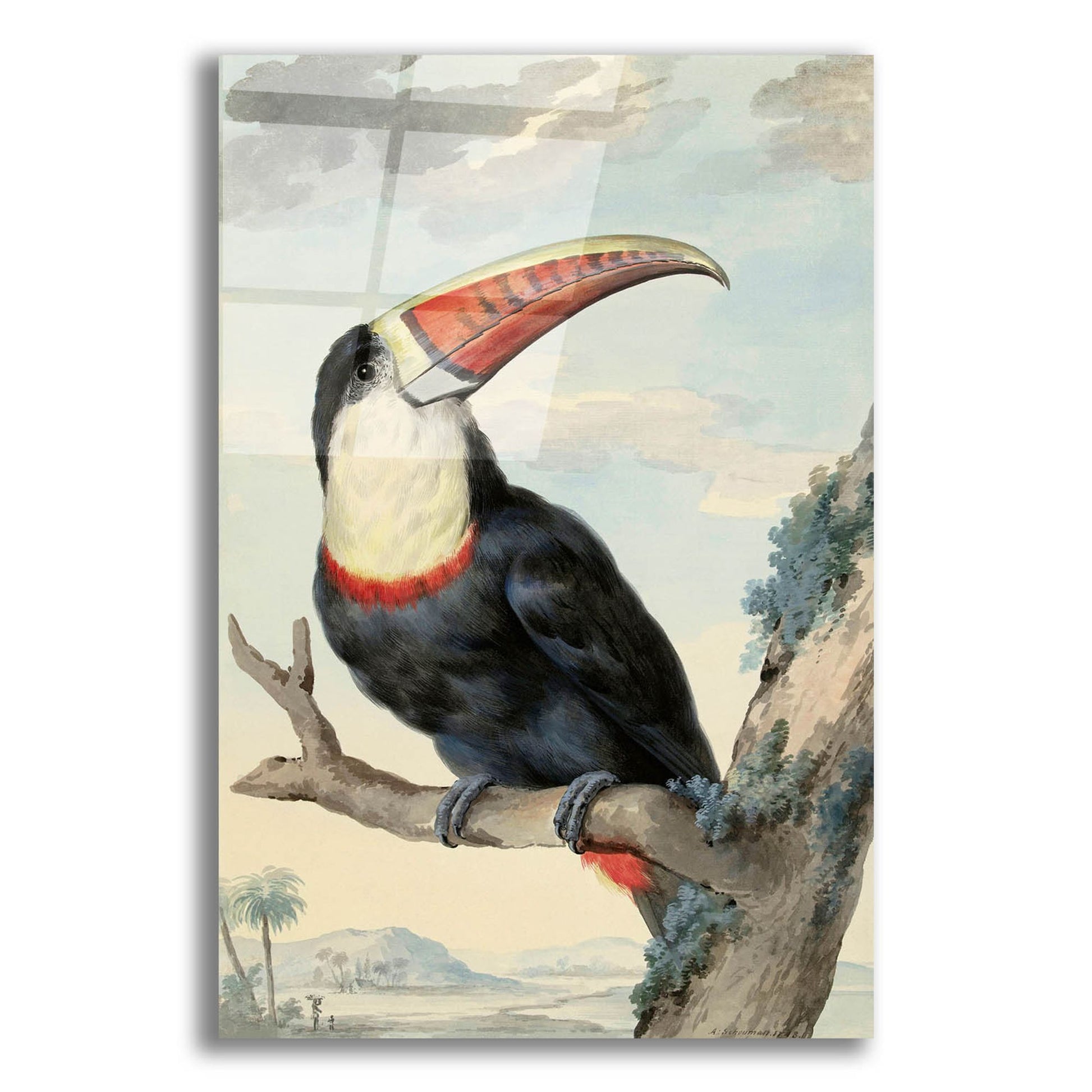 Epic Art ' Red-billed Toucan, c. 1748' by Aert Schouman, Acrylic Glass Wall Art,12x16