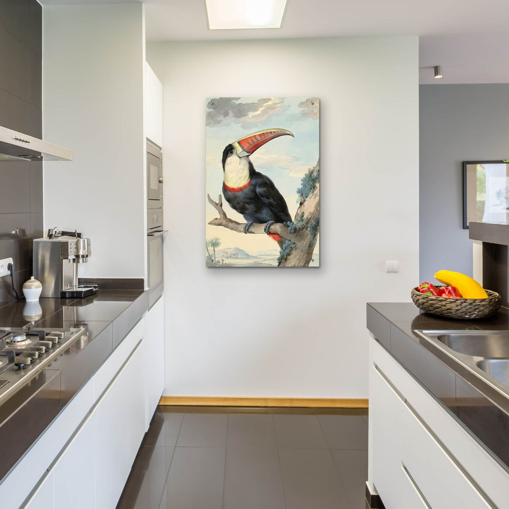 Red-billed Toucan, c. 1748 by Aert Schouman - 24x36 acrylic wall art in a room