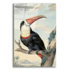 Red-billed Toucan, c. 1748 by Aert Schouman acrylic glass wall art