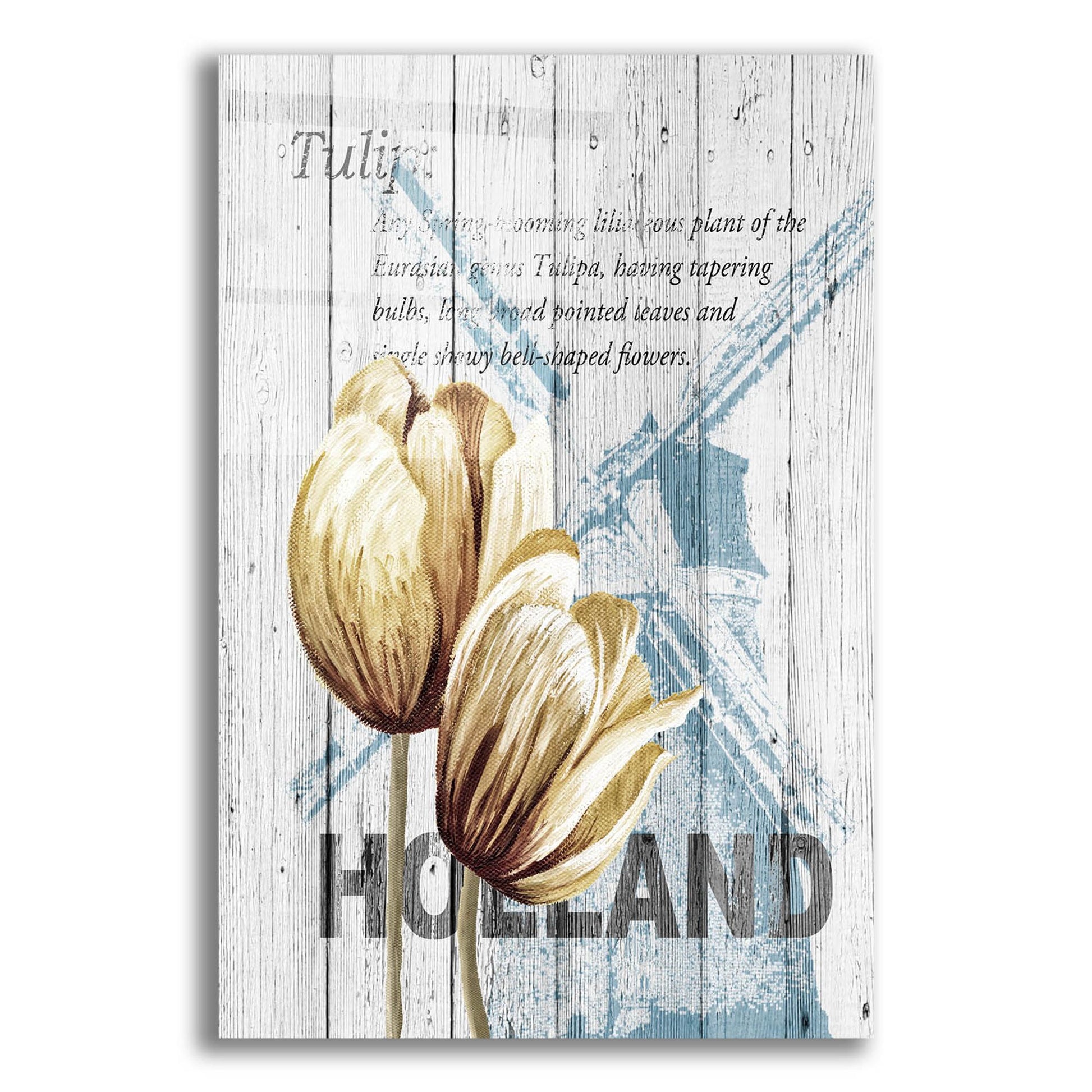 Epic Art ' Holland Tulips' by Alicia Soave, Acrylic Glass Wall Art,16x24