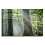Shower of Light by Anne Schneidersmann acrylic glass wall art