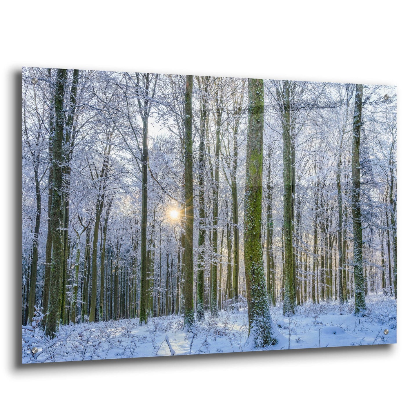 Epic Art ' Frosty Forest' by Anne Schneidersmann, Acrylic Glass Wall Art,36x24