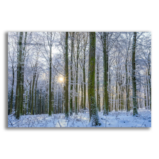 Epic Art ' Frosty Forest' by Anne Schneidersmann, Acrylic Glass Wall Art