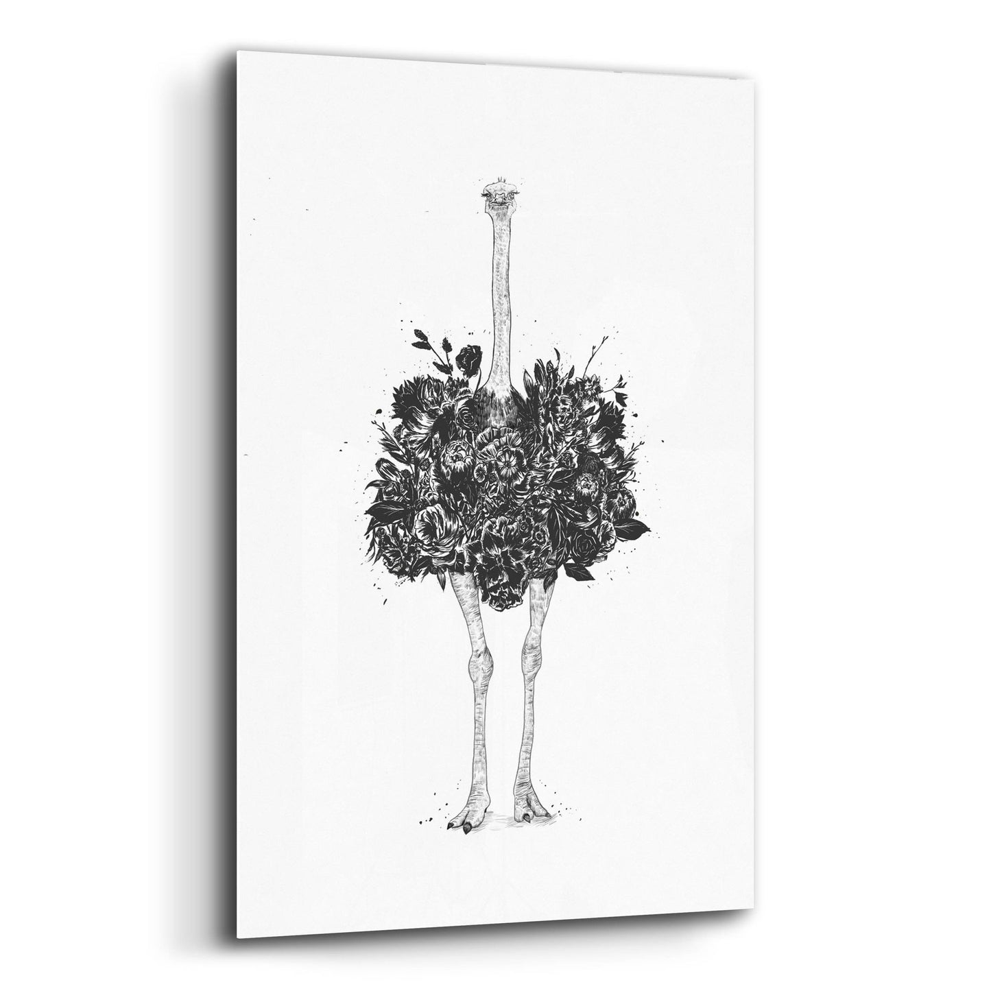 Epic Art ' Floral Ostrich' by Balazs Solti, Acrylic Glass Wall Art,12x16