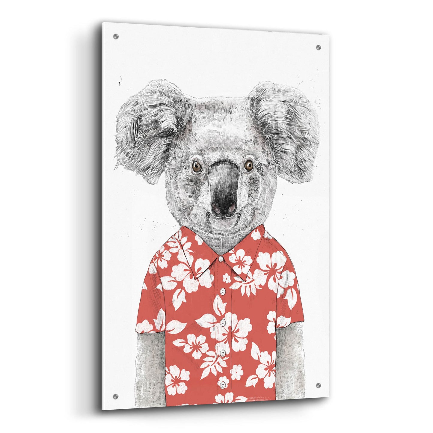 Epic Art ' Summer Koala, Red' by Balazs Solti, Acrylic Glass Wall Art,24x36