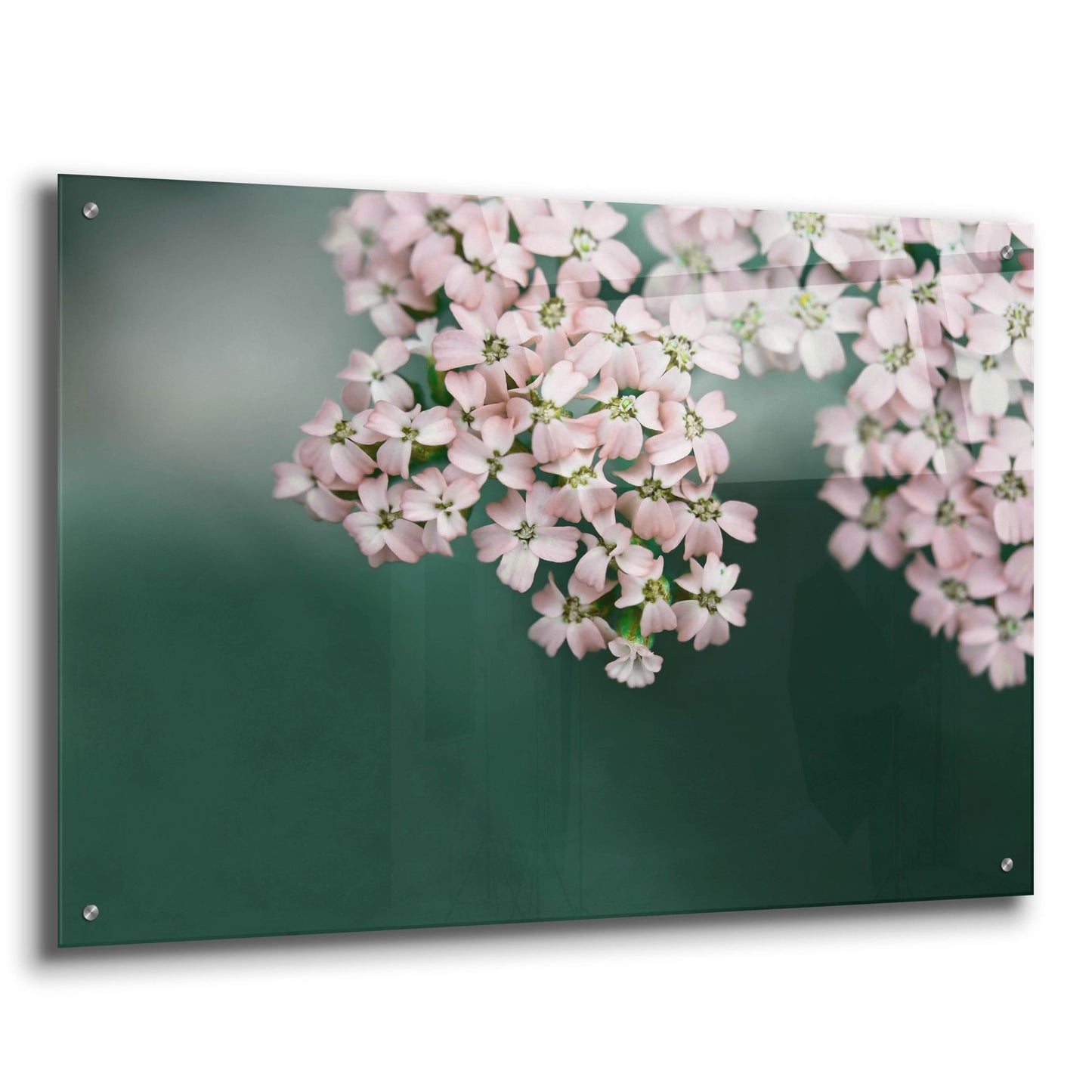 Epic Art ' Blush Pink Flowers' by Brooke T. Ryan, Acrylic Glass Wall Art,36x24