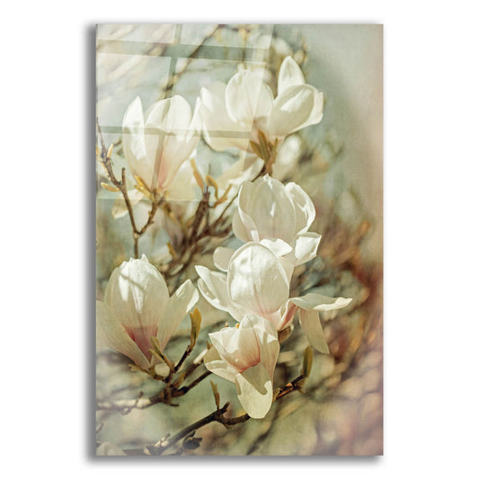 Epic Art ' Vintage Inspired Magnolias' by Brooke T. Ryan, Acrylic Glass Wall Art