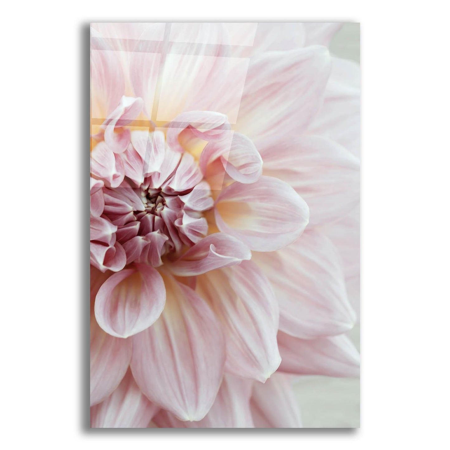 Epic Art ' Blush Pink Dahlia' by Brooke T. Ryan, Acrylic Glass Wall Art,16x24