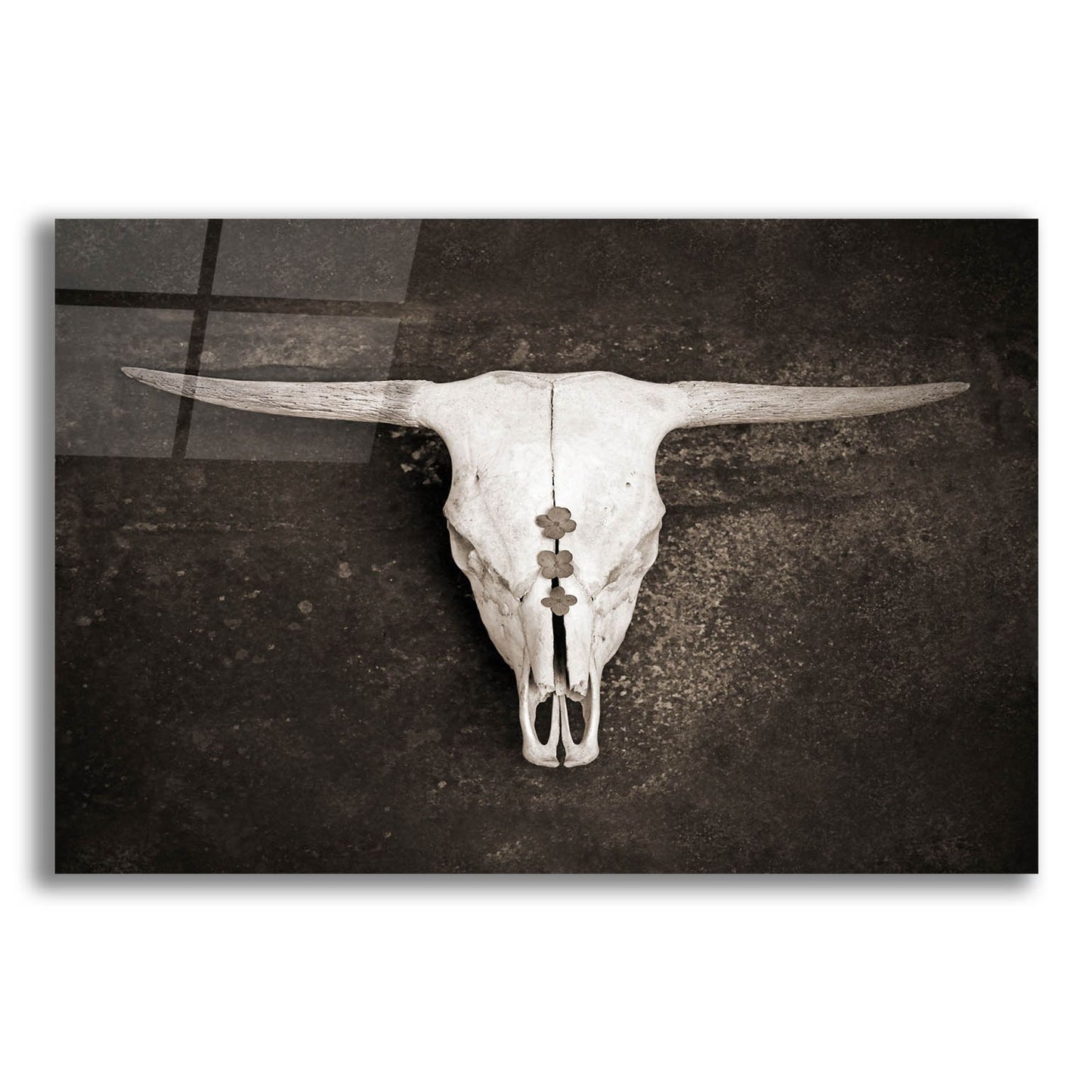 Epic Art ' Sepia Cattle Skull' by Brooke T. Ryan, Acrylic Glass Wall Art,16x12