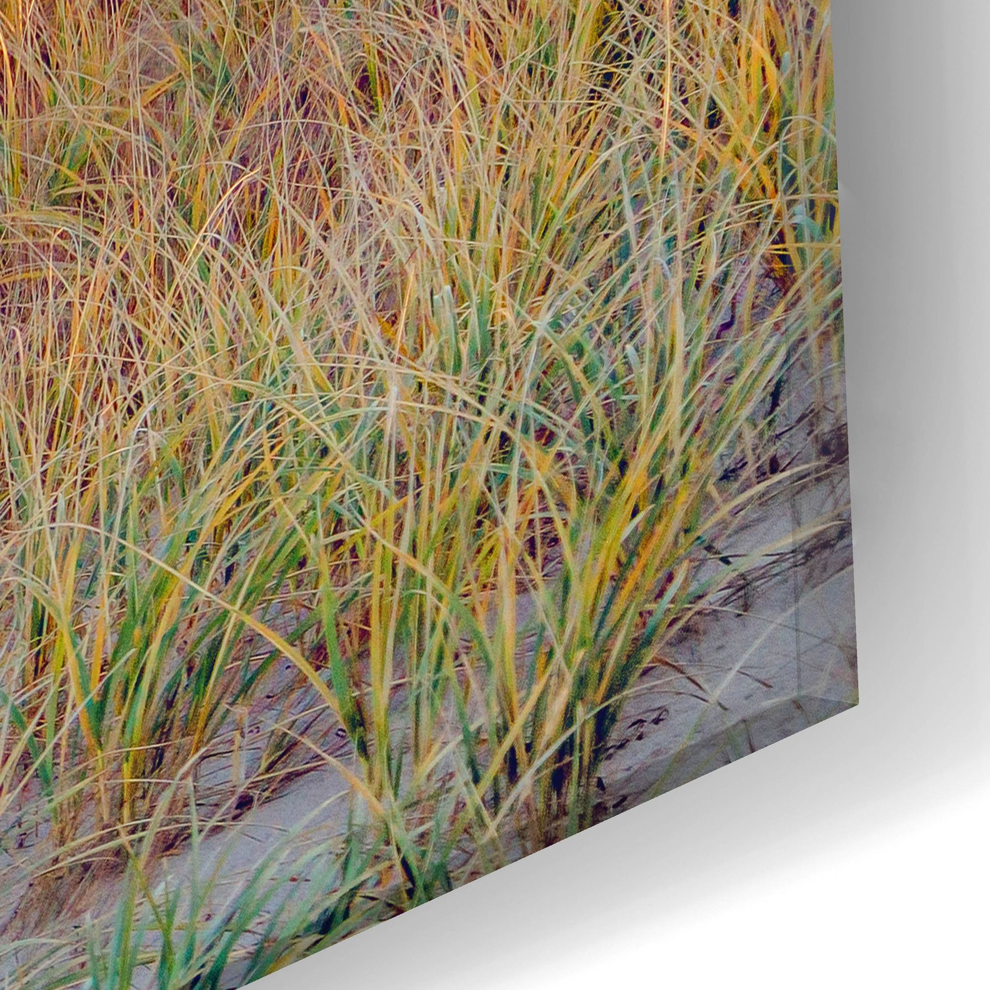 Epic Art ' Grassy Dunes Panorama' by Brooke T. Ryan, Acrylic Glass Wall Art,24x12