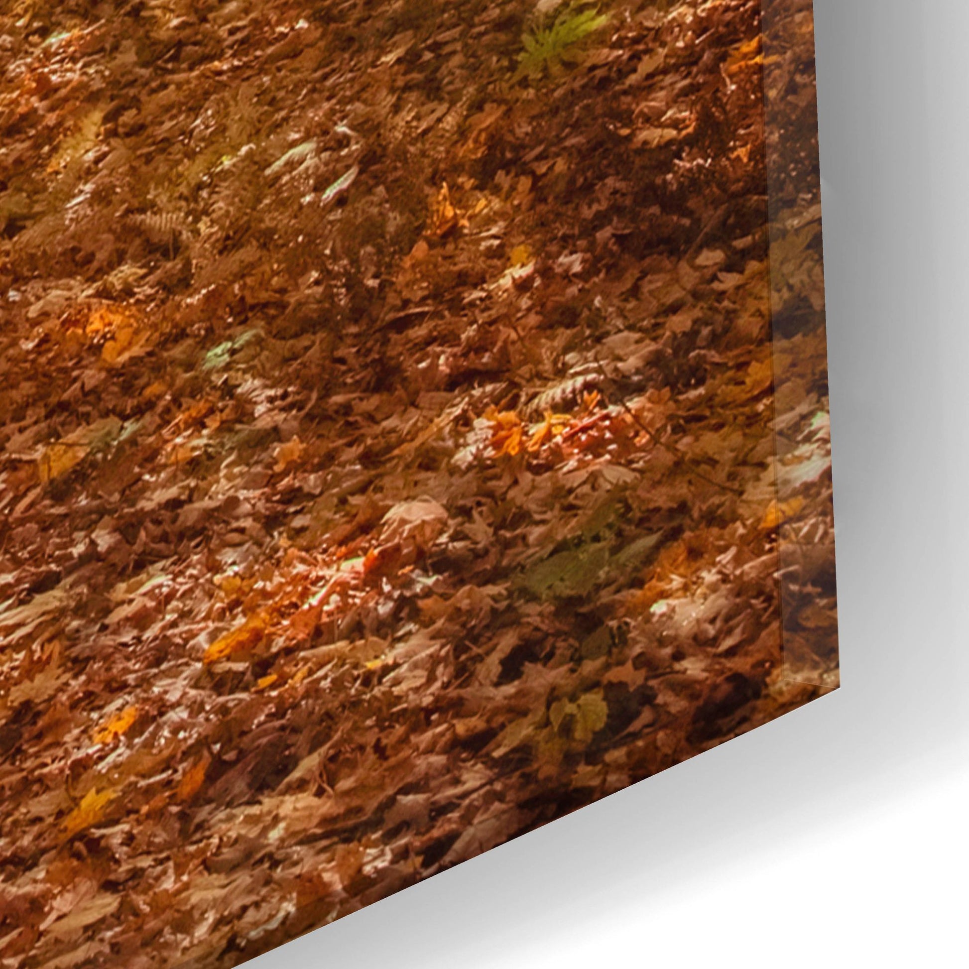 Epic Art ' Autumn Forest' by Brooke T. Ryan, Acrylic Glass Wall Art,16x24