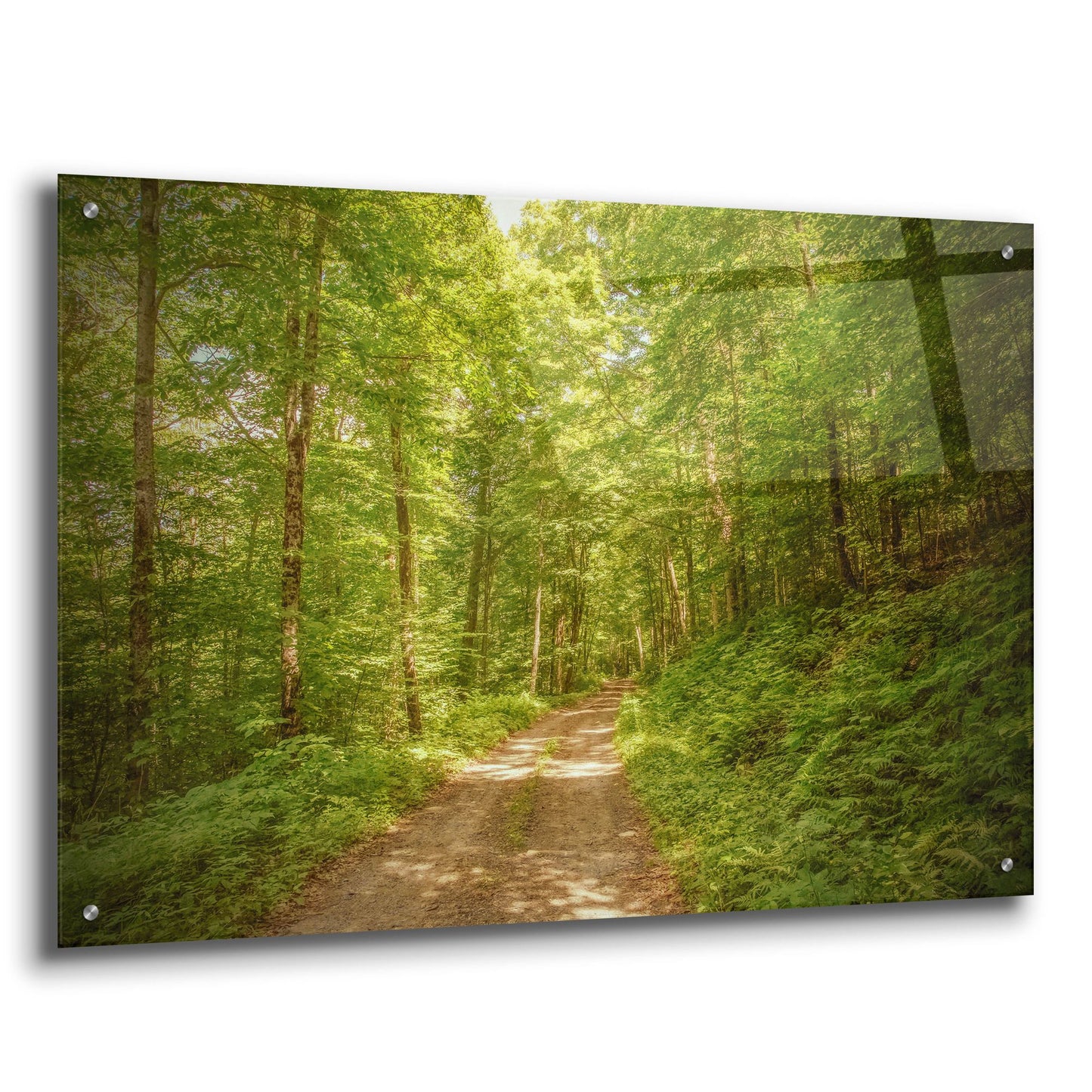 Epic Art ' Forest Road' by Brooke T. Ryan, Acrylic Glass Wall Art,36x24