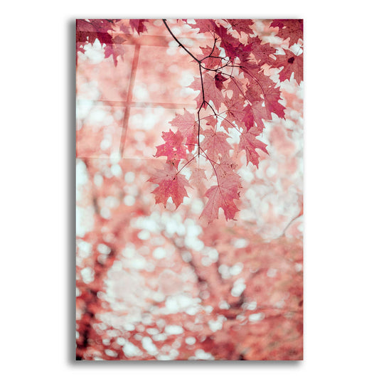 Epic Art ' Pink and Coral Maple Leaves' by Brooke T. Ryan, Acrylic Glass Wall Art