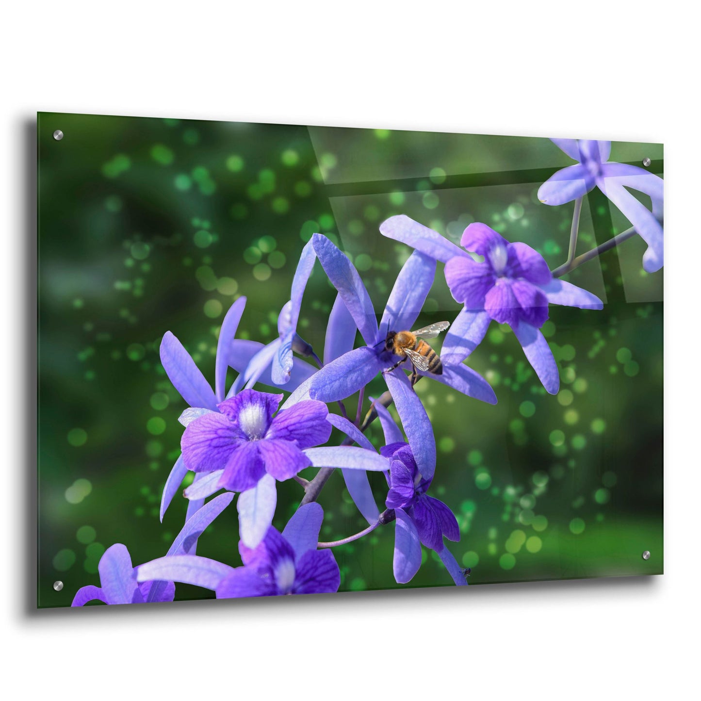 Epic Art ' Bee and Purple Flowers' by Don Spears, Acrylic Glass Wall Art,36x24