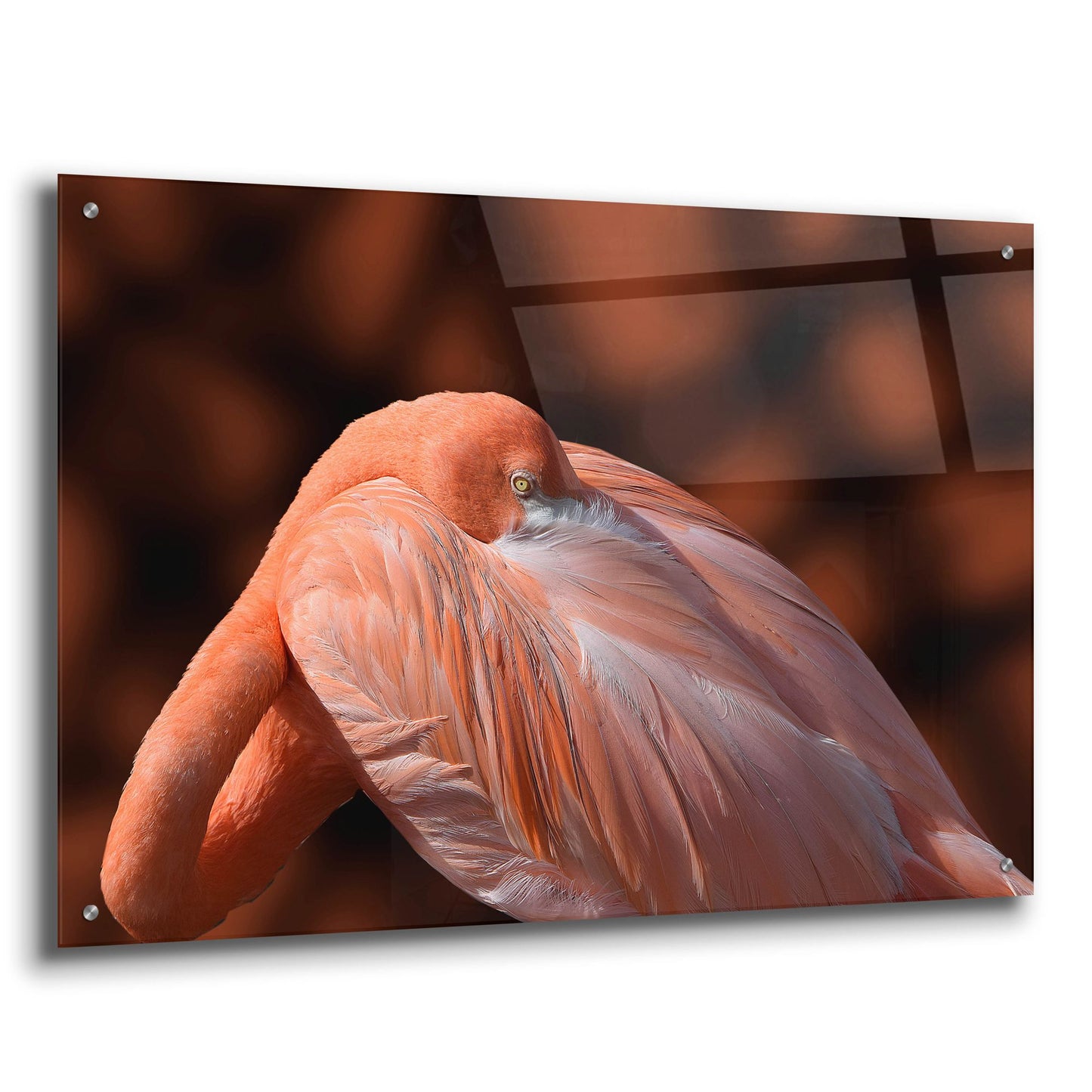 Epic Art ' Flamingo' by Don Spears, Acrylic Glass Wall Art,36x24