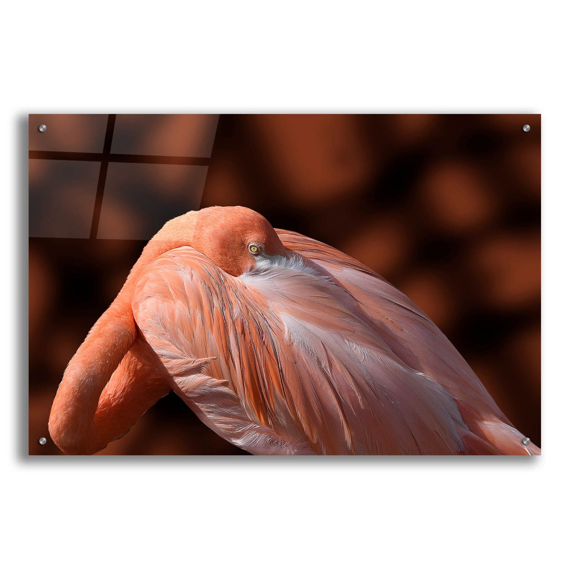 Epic Art ' Flamingo' by Don Spears, Acrylic Glass Wall Art,36x24