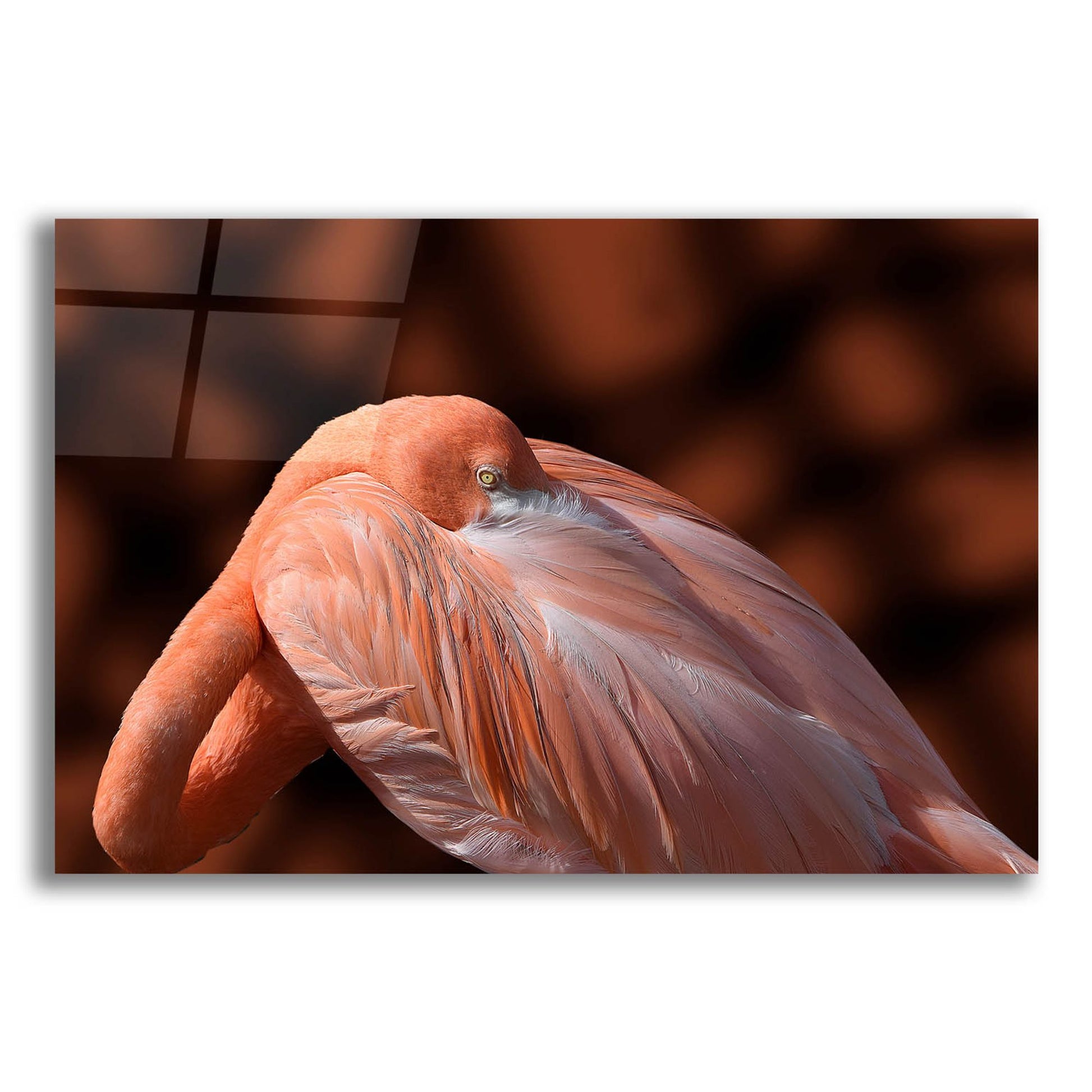 Epic Art ' Flamingo' by Don Spears, Acrylic Glass Wall Art