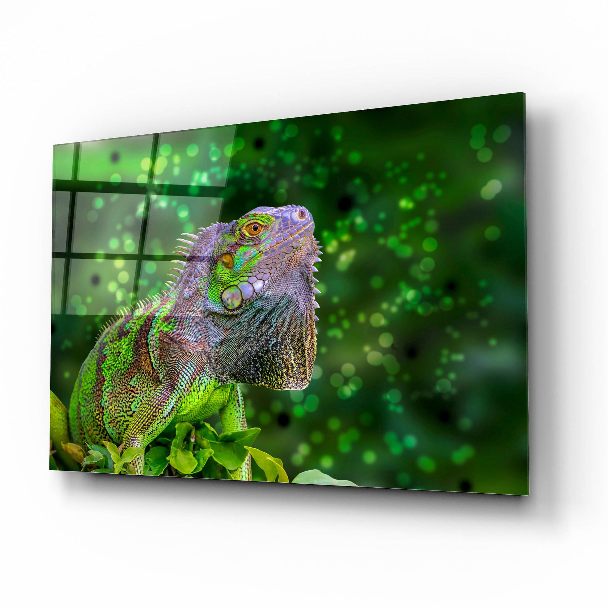 Epic Art ' Green Iguana' by Don Spears, Acrylic Glass Wall Art,16x12