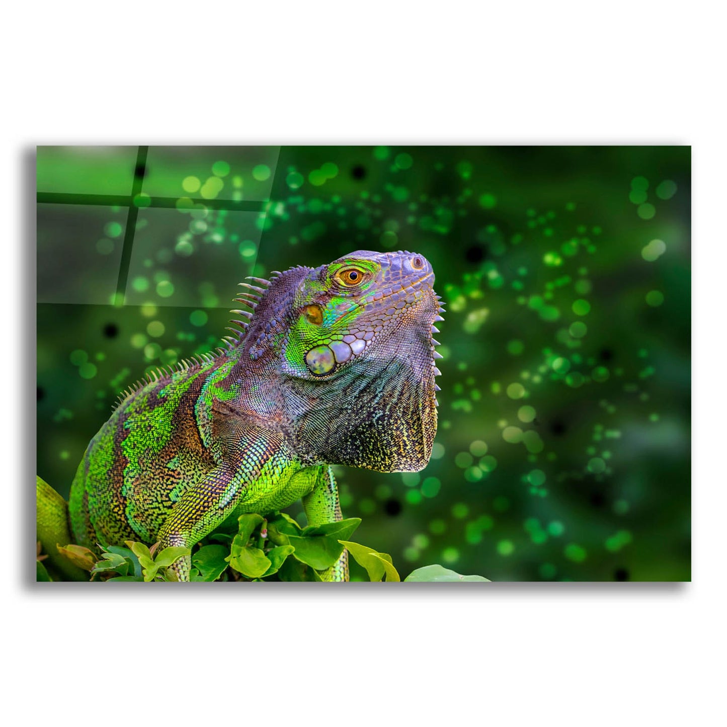 Epic Art ' Green Iguana' by Don Spears, Acrylic Glass Wall Art,16x12