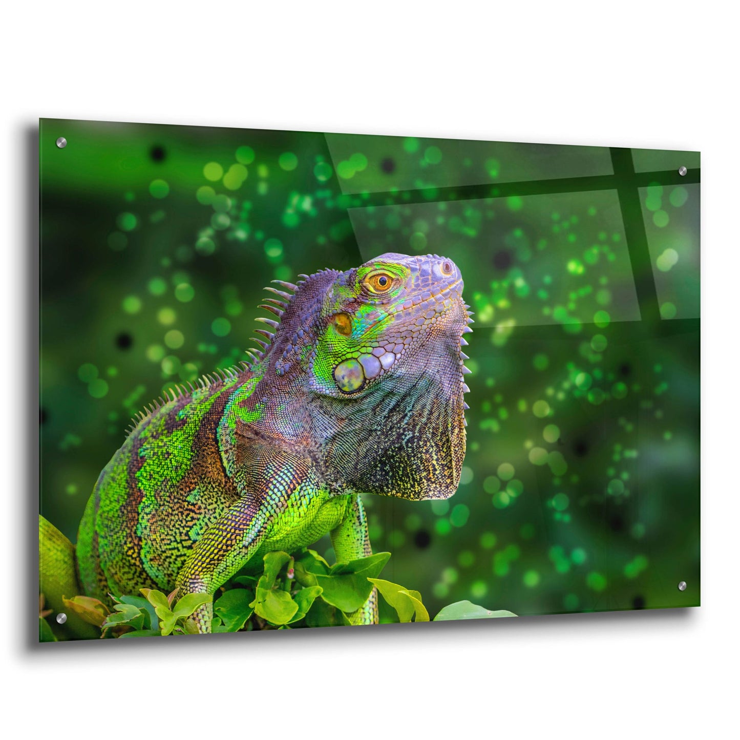 Epic Art ' Green Iguana' by Don Spears, Acrylic Glass Wall Art,36x24