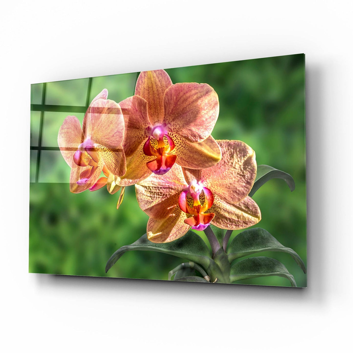 Epic Art ' Orange Orchid' by Don Spears, Acrylic Glass Wall Art,16x12