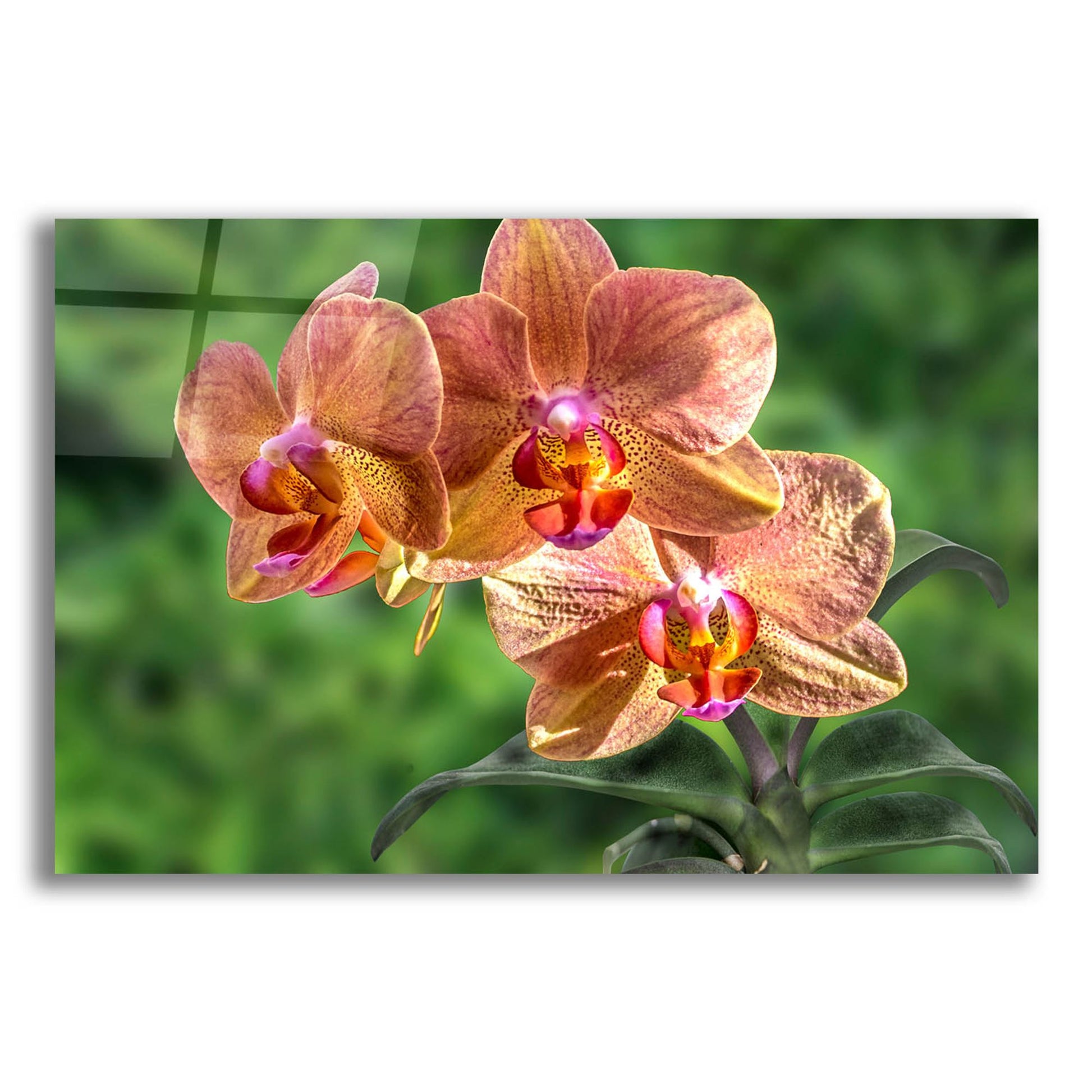 Epic Art ' Orange Orchid' by Don Spears, Acrylic Glass Wall Art,16x12