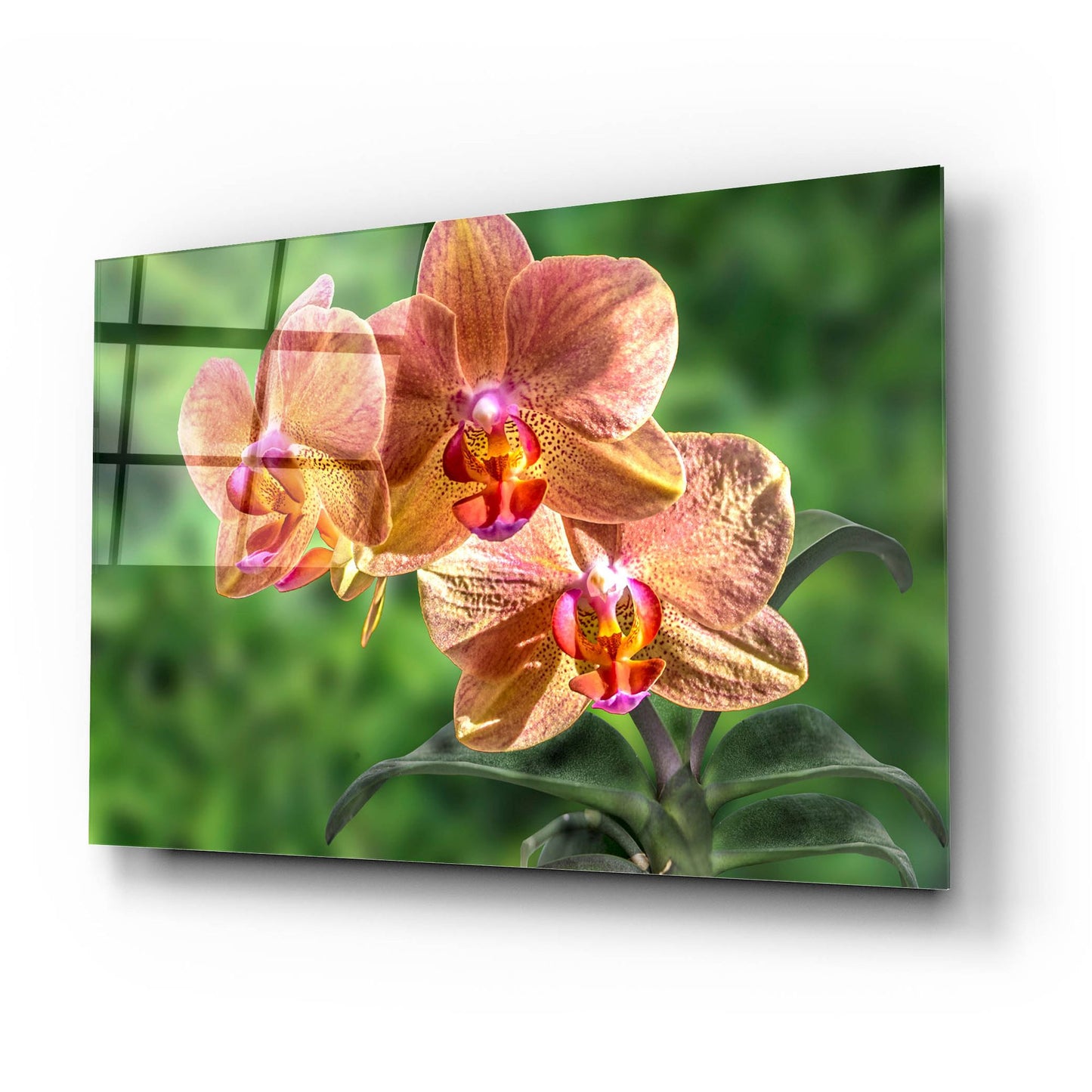 Epic Art ' Orange Orchid' by Don Spears, Acrylic Glass Wall Art,24x16