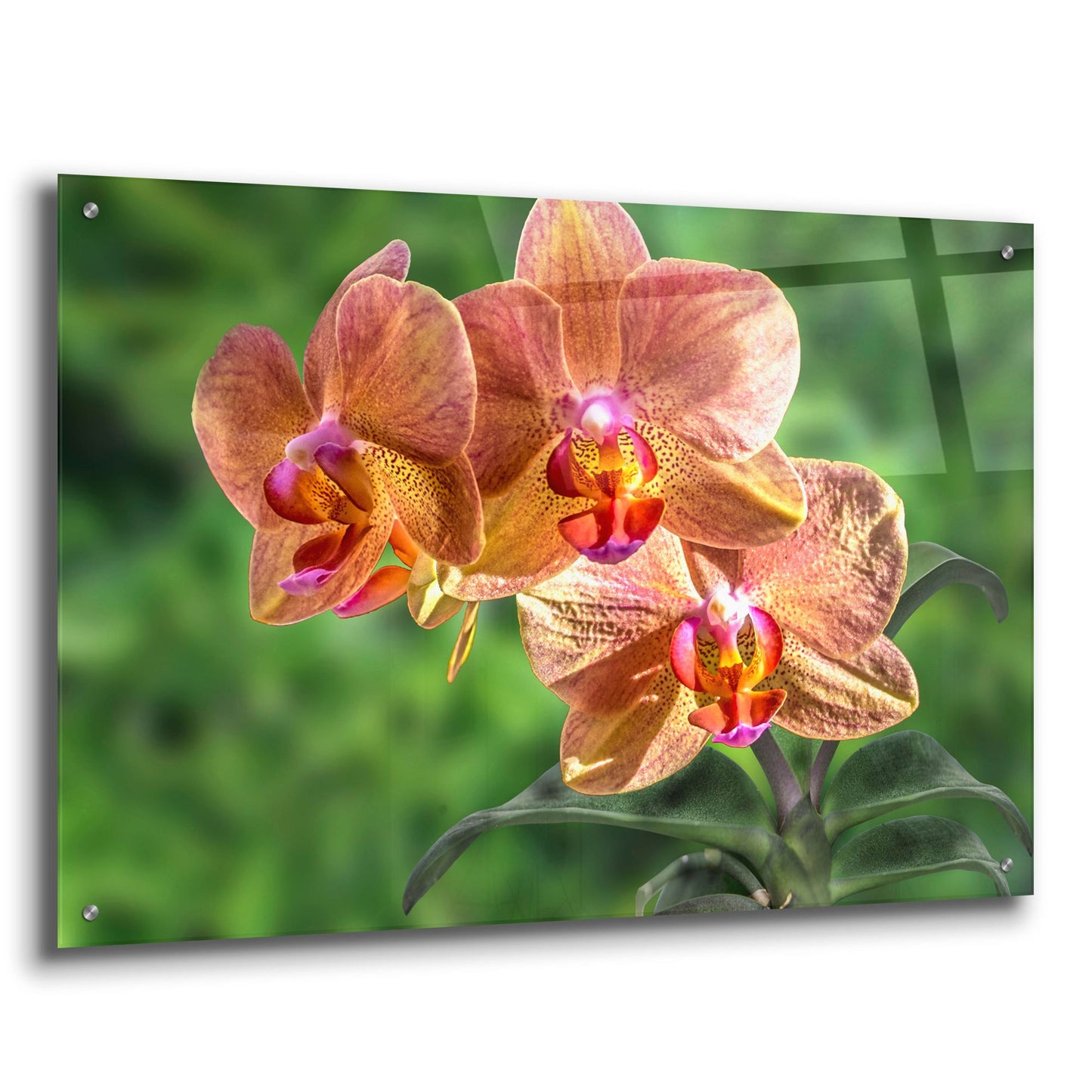 Epic Art ' Orange Orchid' by Don Spears, Acrylic Glass Wall Art,36x24