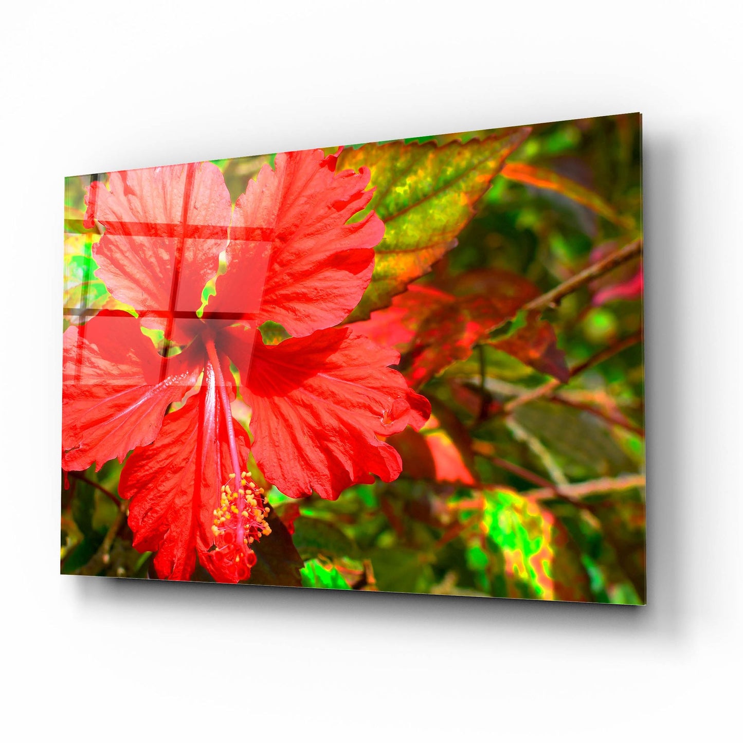 Epic Art ' Red Hibiscus' by Don Spears, Acrylic Glass Wall Art,16x12