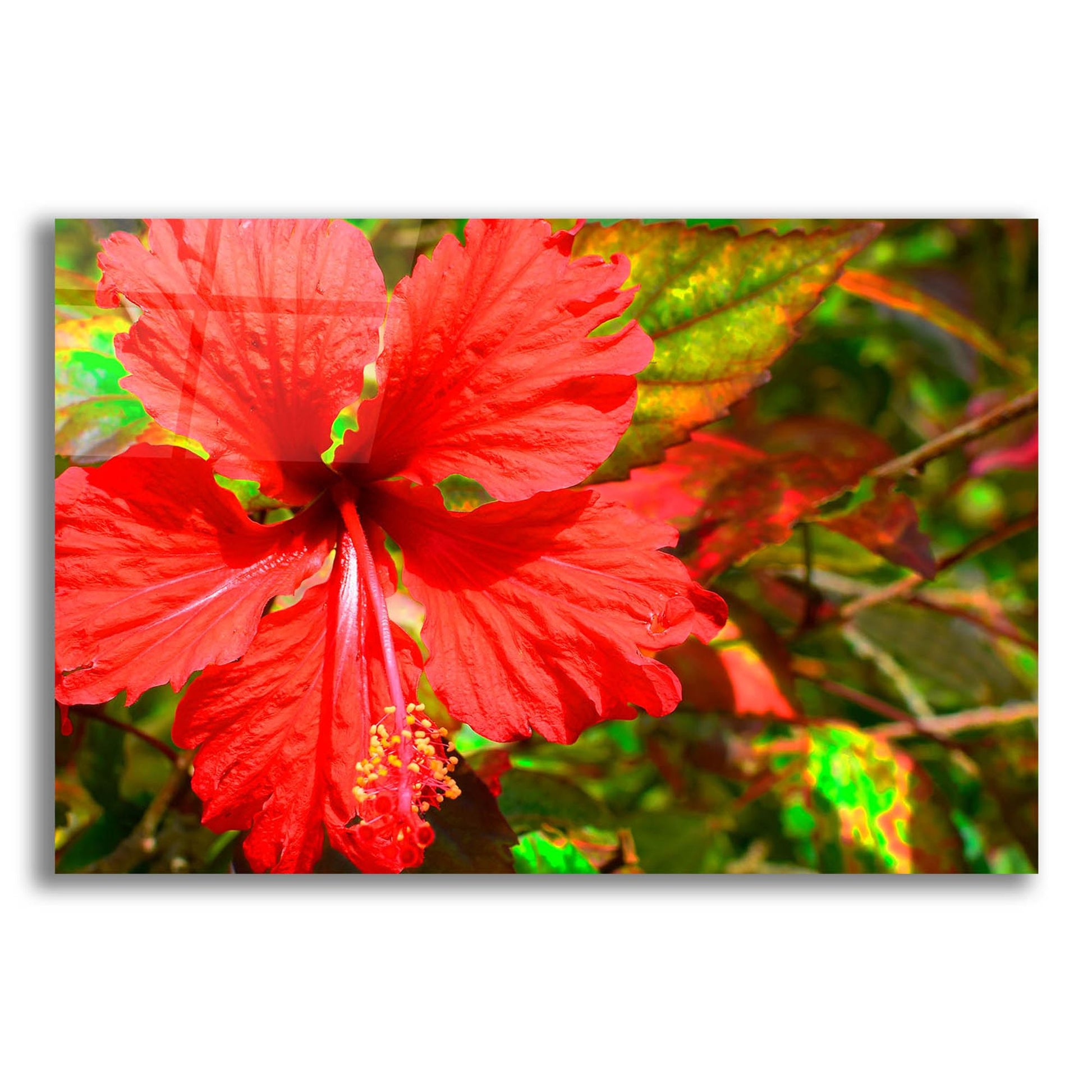 Epic Art ' Red Hibiscus' by Don Spears, Acrylic Glass Wall Art,16x12