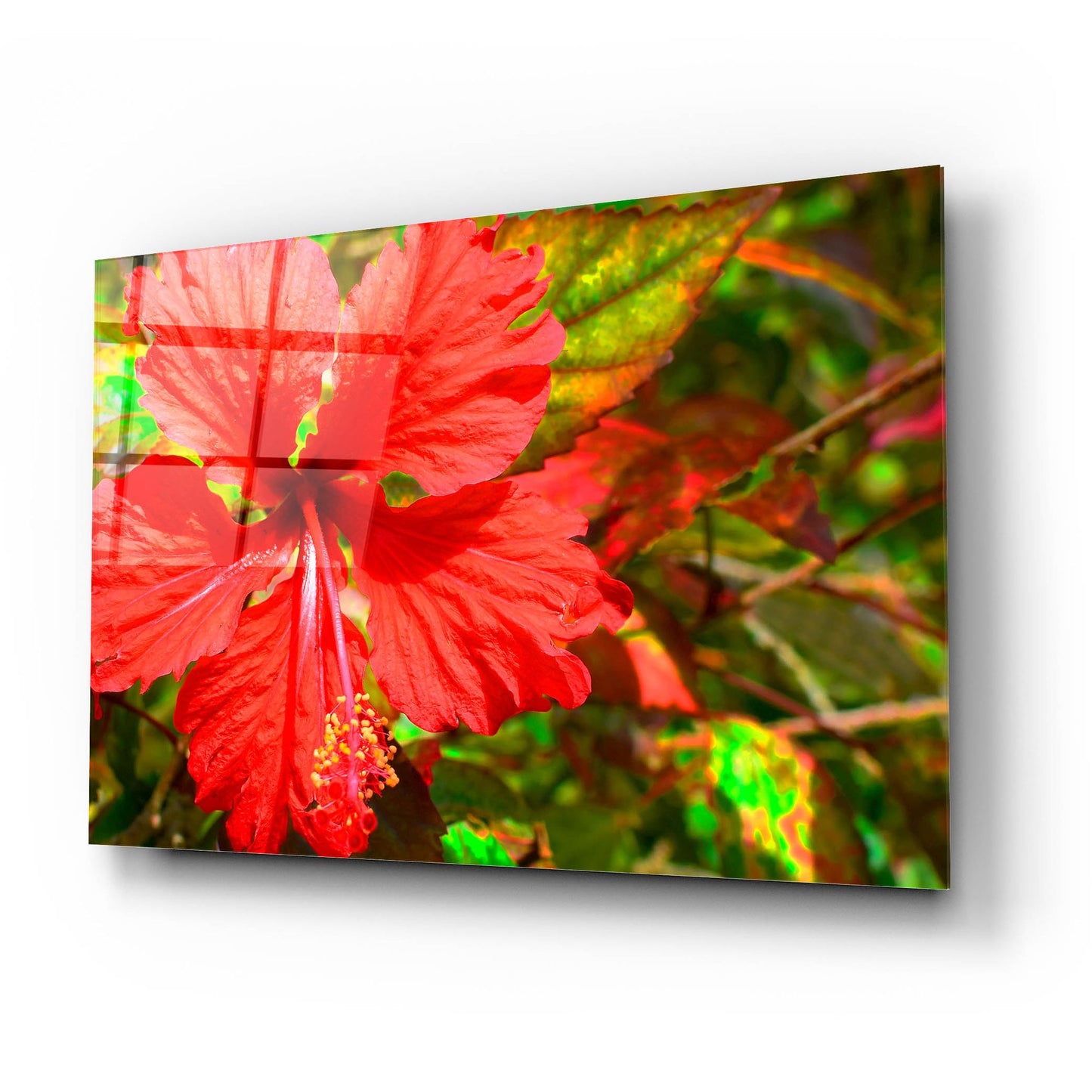 Epic Art ' Red Hibiscus' by Don Spears, Acrylic Glass Wall Art,24x16