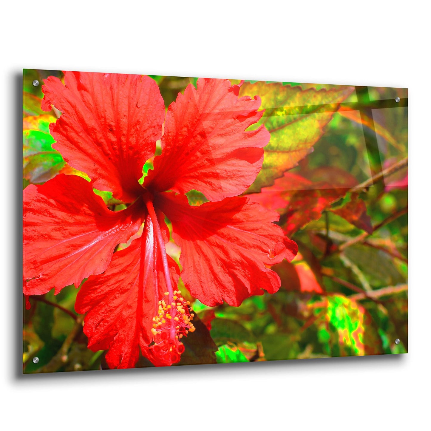 Epic Art ' Red Hibiscus' by Don Spears, Acrylic Glass Wall Art,36x24