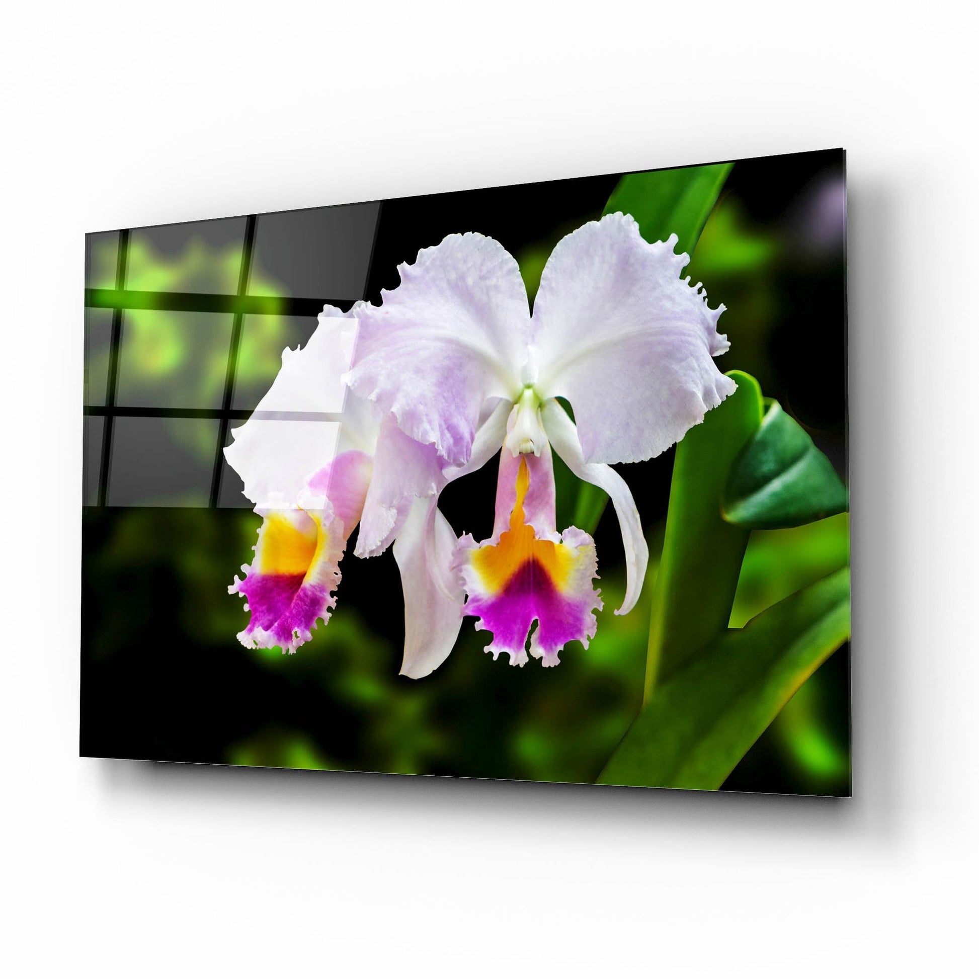 Epic Art ' White, Yellow and Fuchsia Orchids' by Don Spears, Acrylic Glass Wall Art,16x12