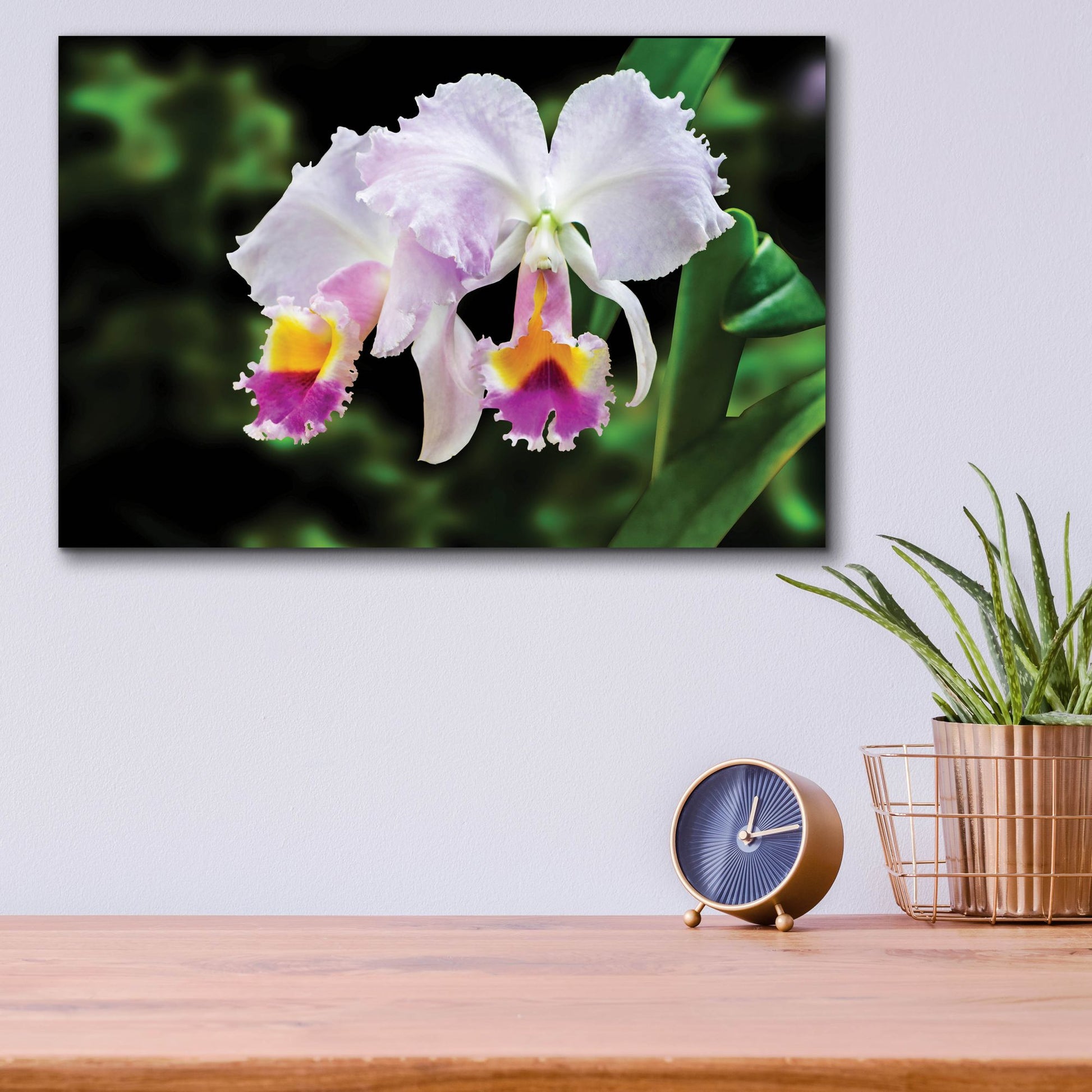 Epic Art ' White, Yellow and Fuchsia Orchids' by Don Spears, Acrylic Glass Wall Art,16x12