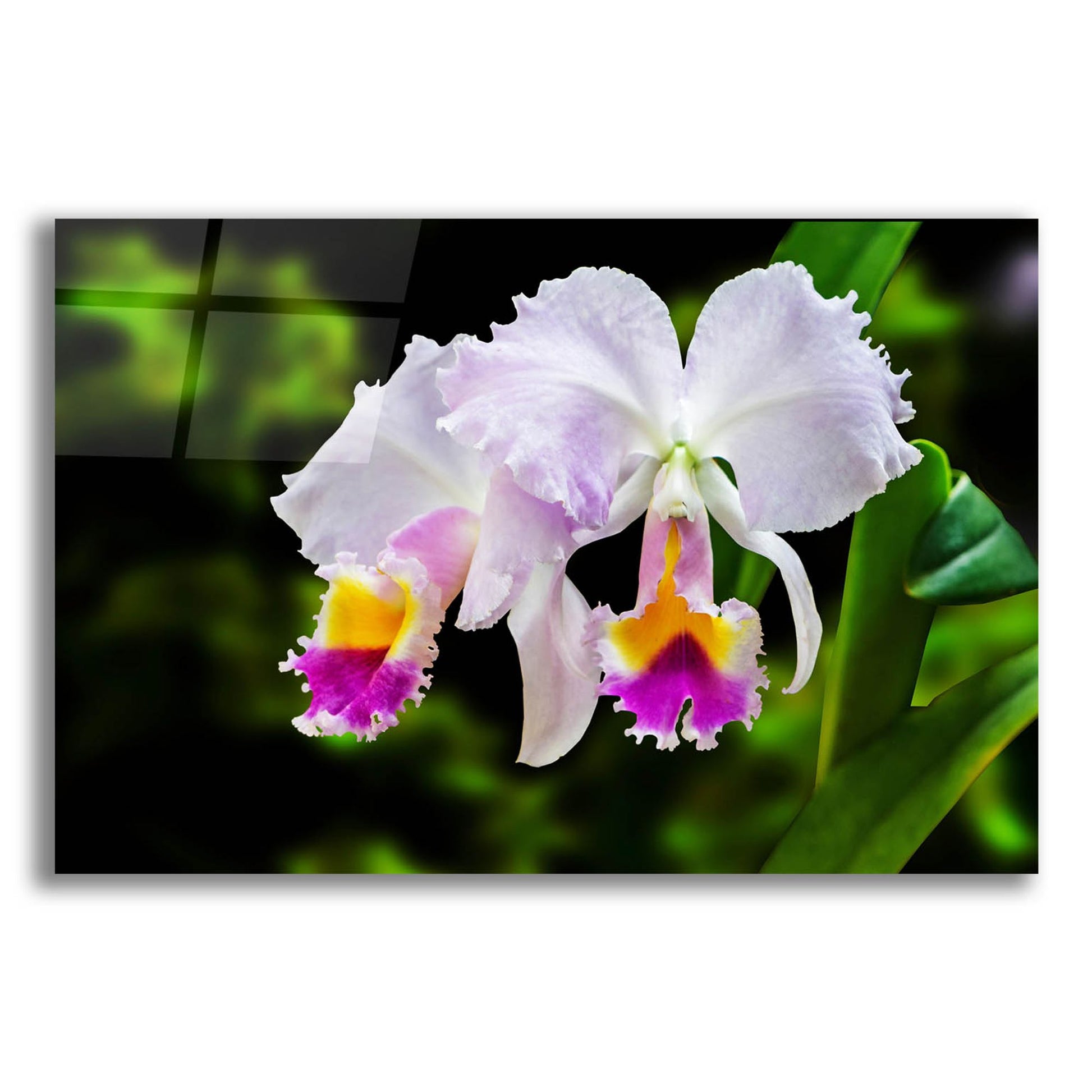 Epic Art ' White, Yellow and Fuchsia Orchids' by Don Spears, Acrylic Glass Wall Art,16x12