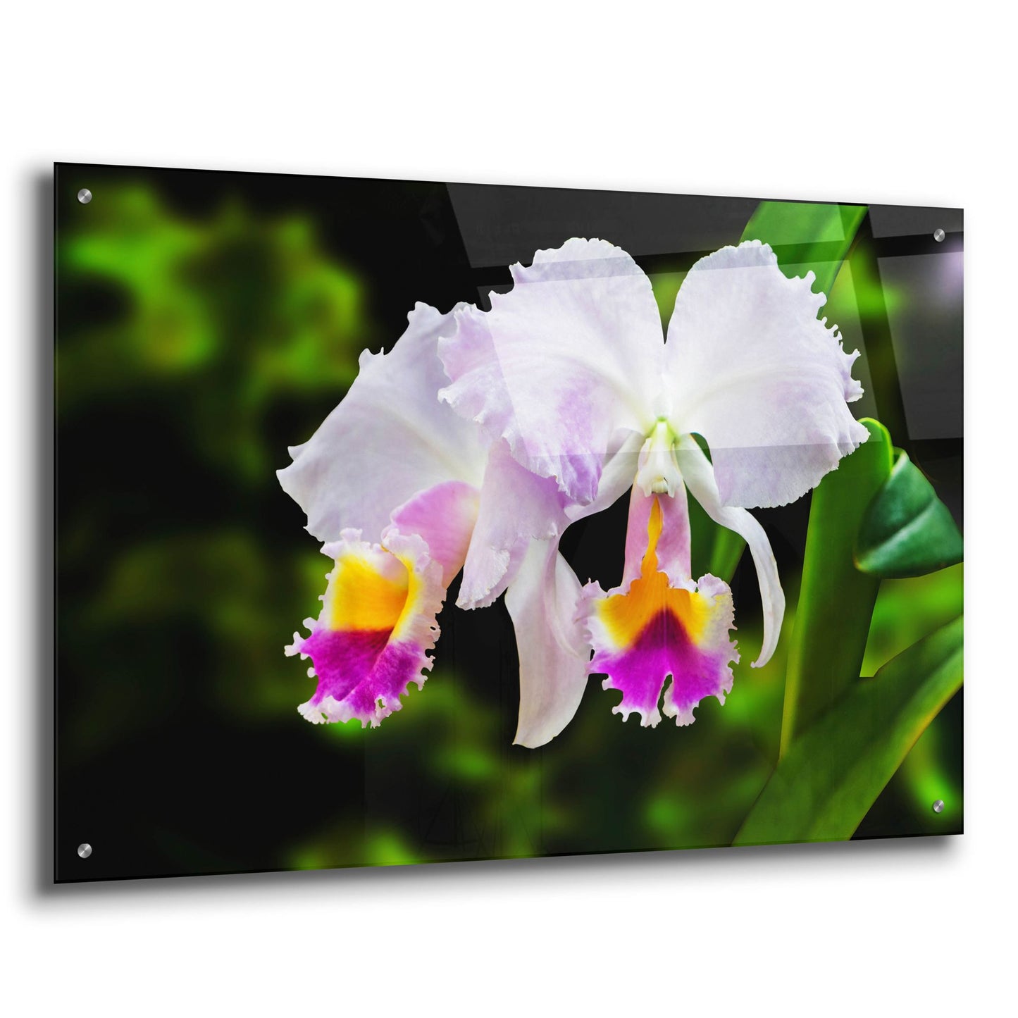 Epic Art ' White, Yellow and Fuchsia Orchids' by Don Spears, Acrylic Glass Wall Art,36x24