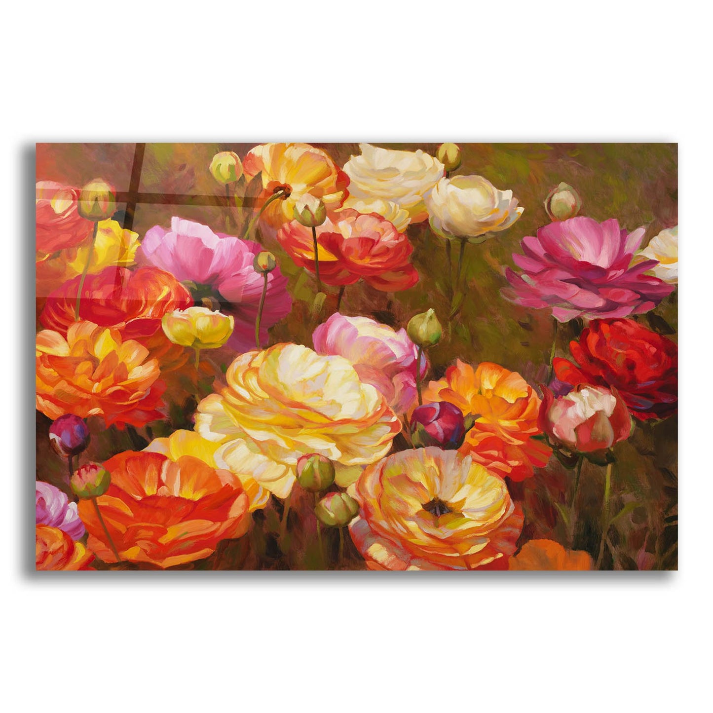 Epic Art ' Ranunculus Garden' by Emma Styles, Acrylic Glass Wall Art,16x12