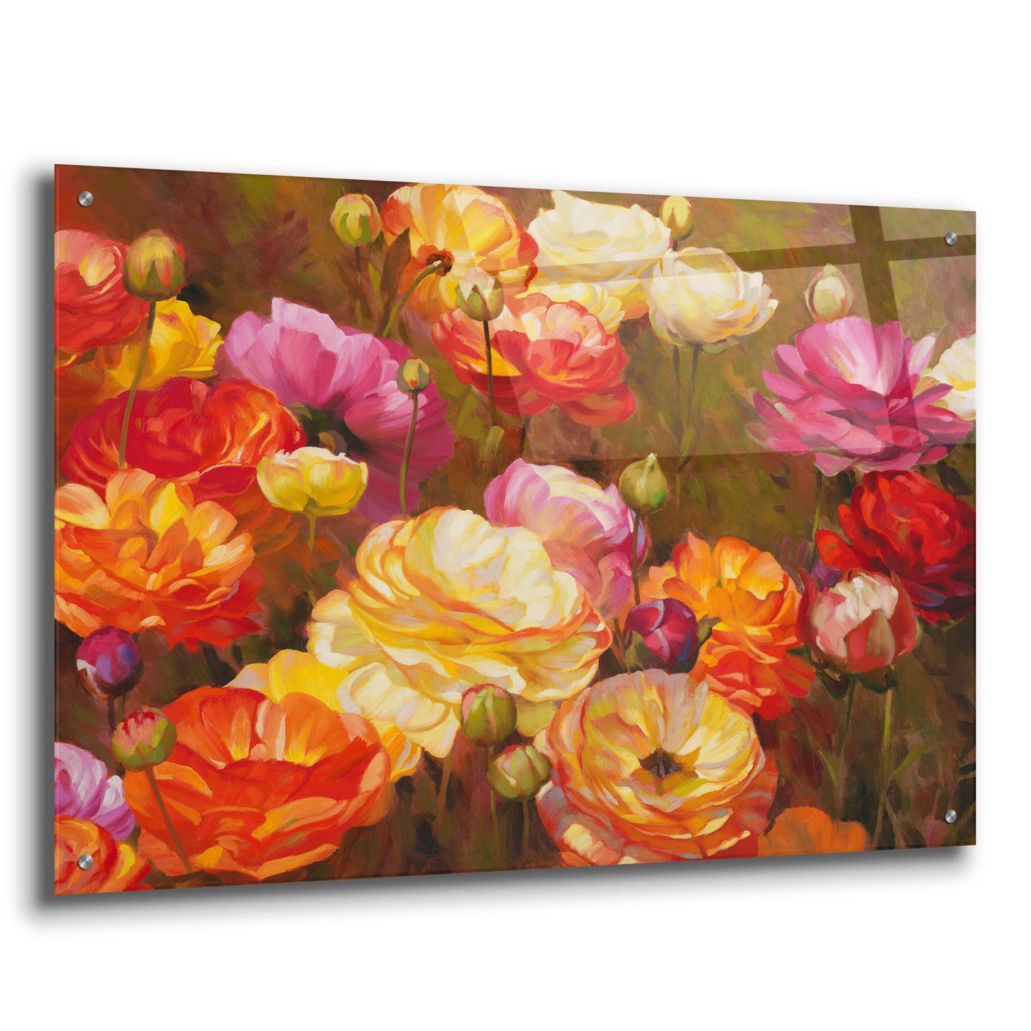 Epic Art ' Ranunculus Garden' by Emma Styles, Acrylic Glass Wall Art,36x24