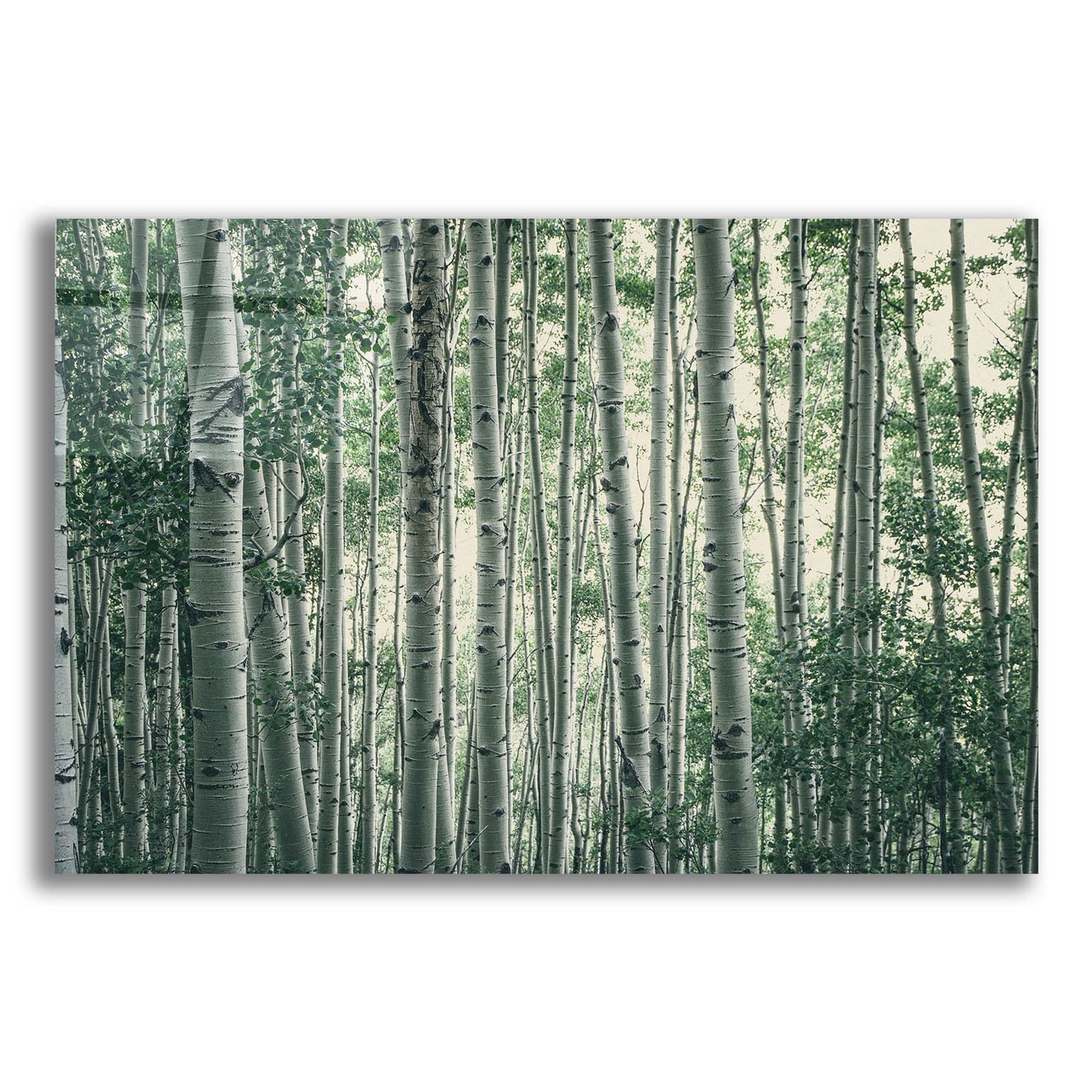 Epic Art ' Obscured by Alders' by Eunika Rogers, Acrylic Glass Wall Art,16x12