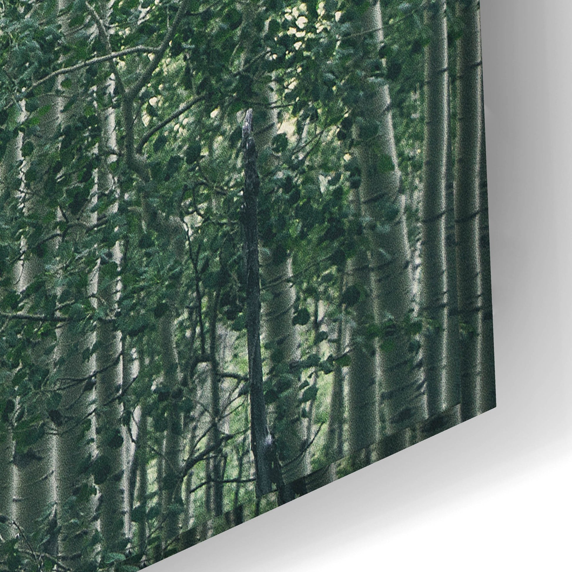 Epic Art ' Obscured by Alders' by Eunika Rogers, Acrylic Glass Wall Art,24x16