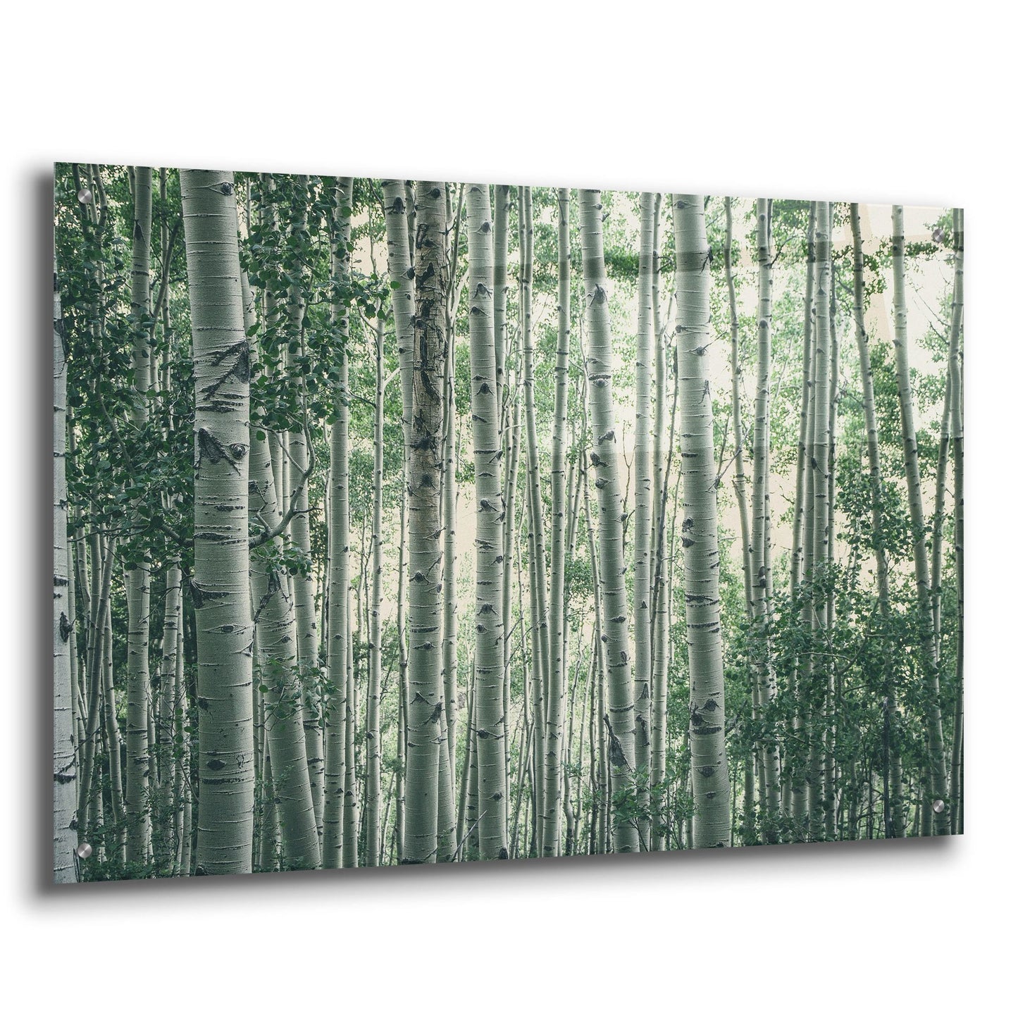 Epic Art ' Obscured by Alders' by Eunika Rogers, Acrylic Glass Wall Art,36x24