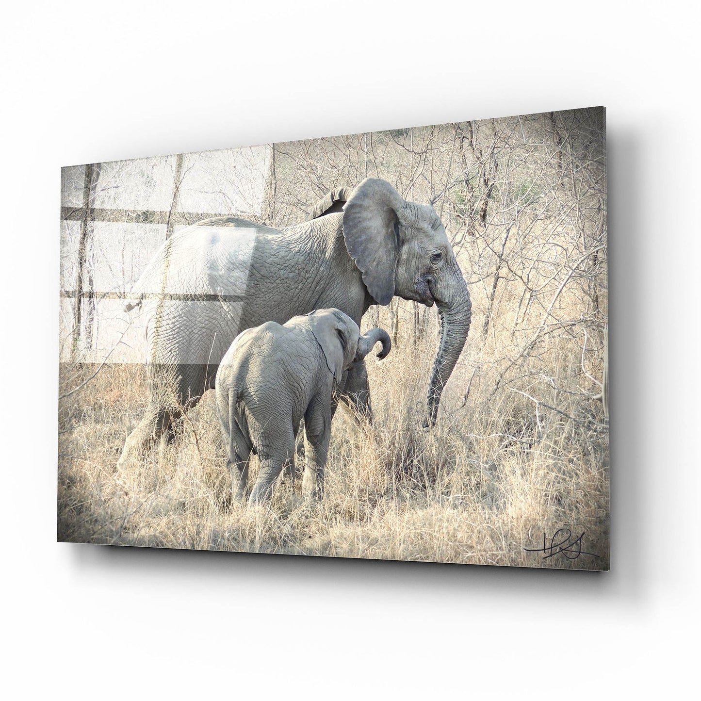 Epic Art ' Elephants' by Helene Sobol, Acrylic Glass Wall Art,16x12